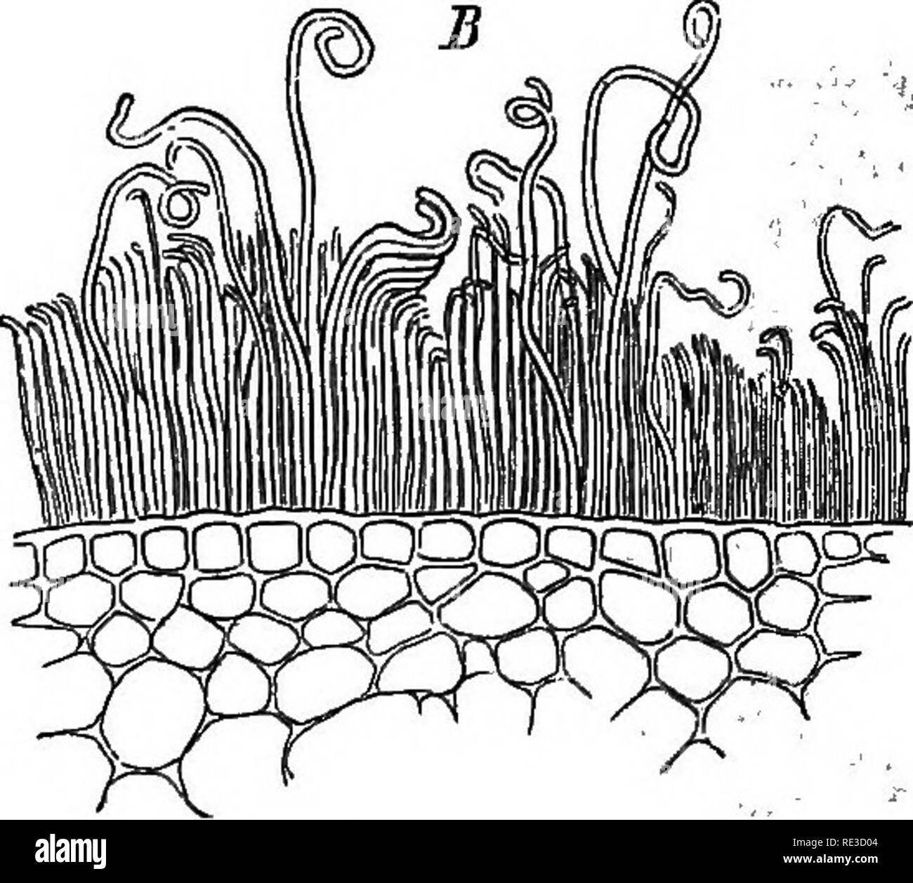 . Comparative anatomy of the vegetative organs of the phanerogams and ferns;. Plant anatomy; Ferns. FIG. 28 Transverse sections through the stem of Saccharum officinarum. ^ (375) surface of a mature young intemode, ^ (14s} of a similar node. obvious on the leaves of the Heliconia above cited, and on the nodes of Sac- icharunfi'. ^ That form of the covering is termed a simple granular layer in which granules of wax are superposed on the cuticle, side by side in a simple layer, and not heaped upon one another. The granules have on the average a size up to i/i: they are spherical, or in the form  Stock Photo