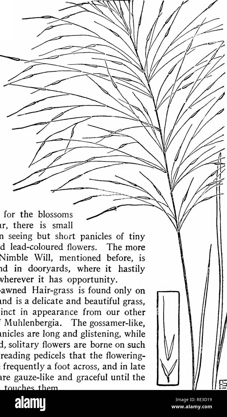 . The book of grasses; an illustrated guide to the common grasses, and the most common of the rushes and sedges. Grasses; Juncaceae; Cyperaceae. Illustrated Descriptions of the Grasses Long-awned Hair-grass Muhknbergia capiUaris. curiosity for the blossoms to appear, there is small reward in seeing but short panicles of tiny green and lead-coloured flowers. The more slender Nimble Will, mentioned before, is also found in dooryards, where it hastily spreads wherever it has opportunity. Long-awned Hair-grass is found only on dry soil and is a delicate and beautiful grass, very distinct in appear Stock Photo