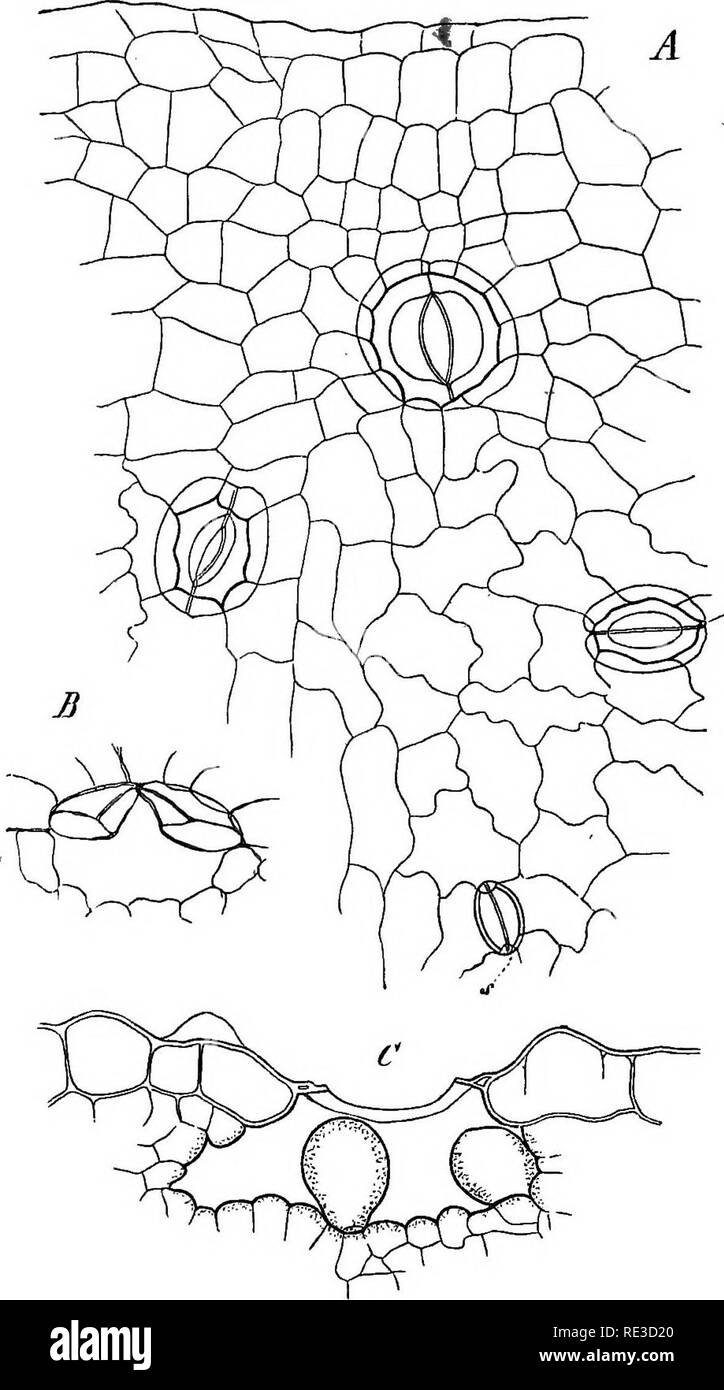 . Comparative anatomy of the vegetative organs of the phanerogams and ferns;. Plant anatomy; Ferns. 53 CELLULAR TISSUE. Hieracium sabaudum, Eupatorium verticillatum, Platanus occidentalis, Corylus Avellana, Claytonia linoides, Escallonia spec, Aralia racemosa, Ferula tingitana. A numerous group of pores is to be found at like points in Tommasinia verticillaris, Archangelica officinalis, Smyrnium perfoliatum, Heracleum flavescens, Eryngium planum, and other Urabelli- ferae; Cerastium glabratum, Geum agrimonioides, Aremonia, Fotentilla Thuringiaca, and. Fig. 19.—Tropjeoluin Lobbianum; upper surf Stock Photo