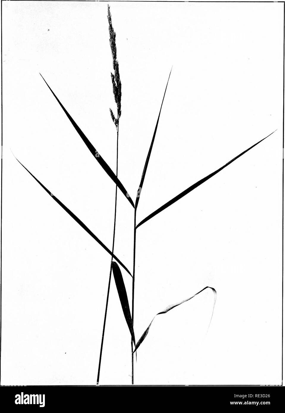 . The book of grasses; an illustrated guide to the common grasses, and the most common of the rushes and sedges. Grasses; Juncaceae; Cyperaceae. REED CANARY-GRASS (Phalaris arundinacea). One third natural size. Panicle contracted after flowering. Please note that these images are extracted from scanned page images that may have been digitally enhanced for readability - coloration and appearance of these illustrations may not perfectly resemble the original work.. Francis, Mary Evans. Garden City, N. Y. , Doubleday, Page &amp; Co. Stock Photo