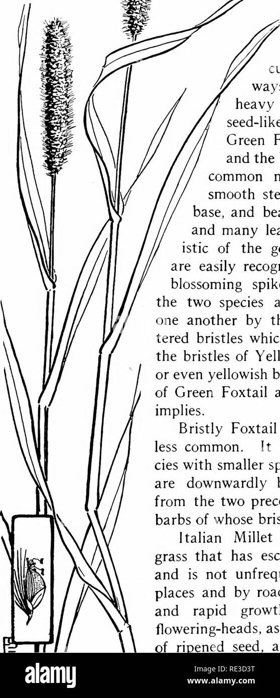 . The book of grasses; an illustrated guide to the common grasses, and the most common of the rushes and sedges. Grasses; Juncaceae; Cyperaceae. Illustrated Descriptions of the Grasses GREEN FOXTAIL, YELLOW FOXTAIL, BRISTLY FOX- TAIL, AND ITALIAN MILLET These are stout grasses, usually oc- curring as weeds in cultivated lands and by waysides, and blooming in heavy cylindrical spikes of seed-like flowers. Both the Green Foxtail {Setdna vtridis) and the Yellow Foxtail are very common near gardens, and the smooth stems, red-tinged at the base, and bearing flattened sheaths and many leaves, are so Stock Photo