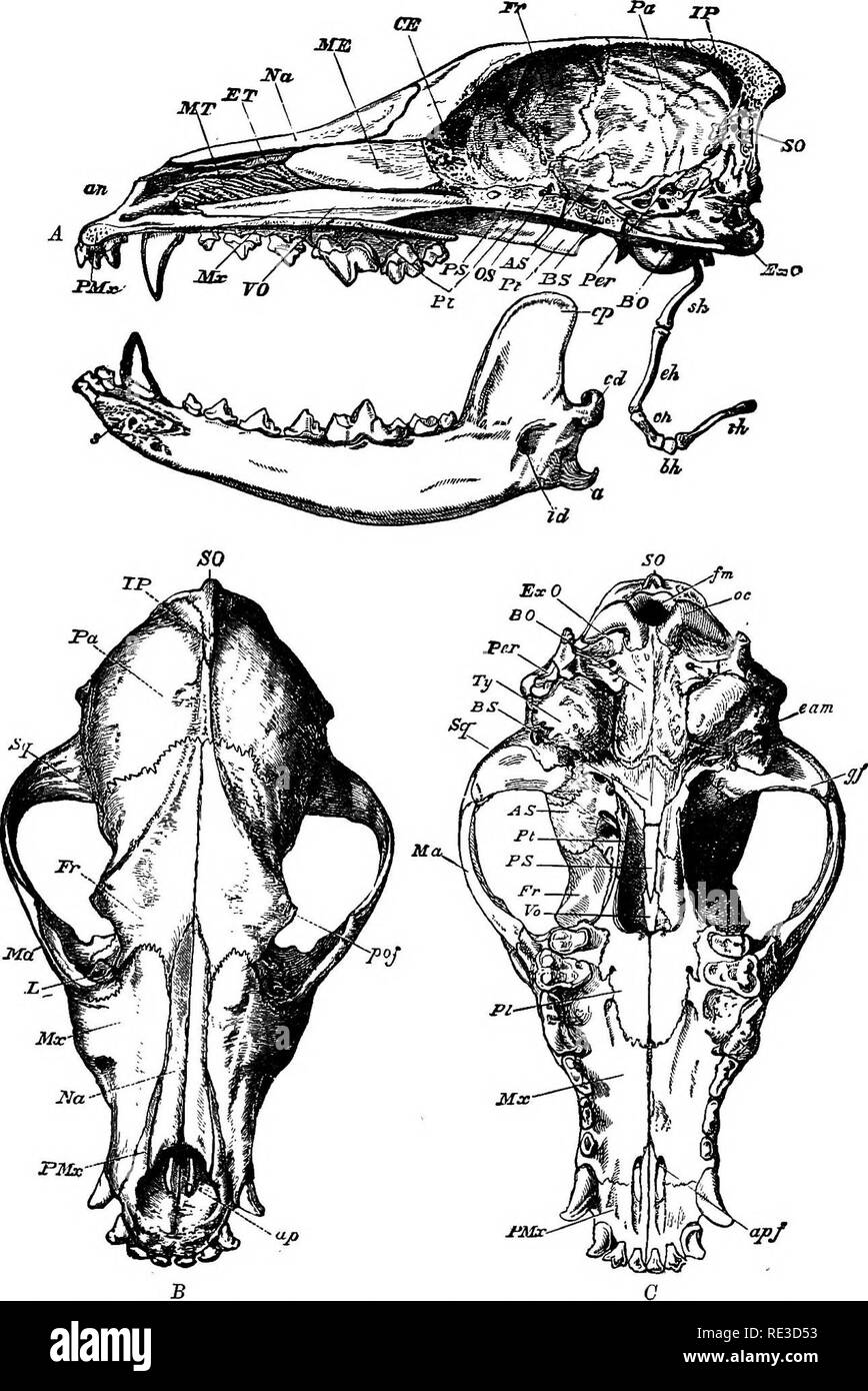 . Text book of zoology. Zoology. 474 Vertebrata.. PMc' Fig. 385. Skull of a, Dog. A sawn through longitudinally, B dorsal, C ventral. The cartilaginous parts are removed. A8 lateral parts (wings) of the sphenoid, BO tasi- oocipital, BS basisphenoid, CE cribriform plate, ET ethmo-turbinal, ExO exoocipital, Fr frontal, IP interparietal, L lachrymal. Ma jugal, ME bony portion of the nasal septum (connected behind with the cribriform plate), Mt maxiUo-turbinal, Mx maxilla, Na nasal, 08 orbitosphenoid, Pa parietal. Per petrosal, PI palatine, PMx premaxilla, PS presphenoid. Ft pterygoid, SO supraooo Stock Photo