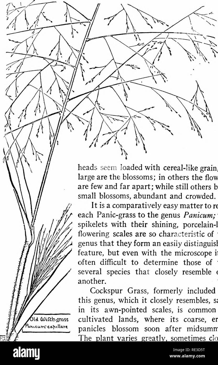 . The book of grasses; an illustrated guide to the common grasses, and the most common of the rushes and sedges. Grasses; Juncaceae; Cyperaceae. The Book of Grasses. heads seem loaded with cereal-Hke grain, so large are the blossoms; in others the flowers are few and far apart; while still others bear small blossoms, abundant and crowded. It is a comparatively easy matter to refer each Panic-grass to the genus Panicum; the spikelets with their shining, porcelain-like flowering scales are so characteristic of the genus that they form an easily distinguished feature, but even with the microscope Stock Photo