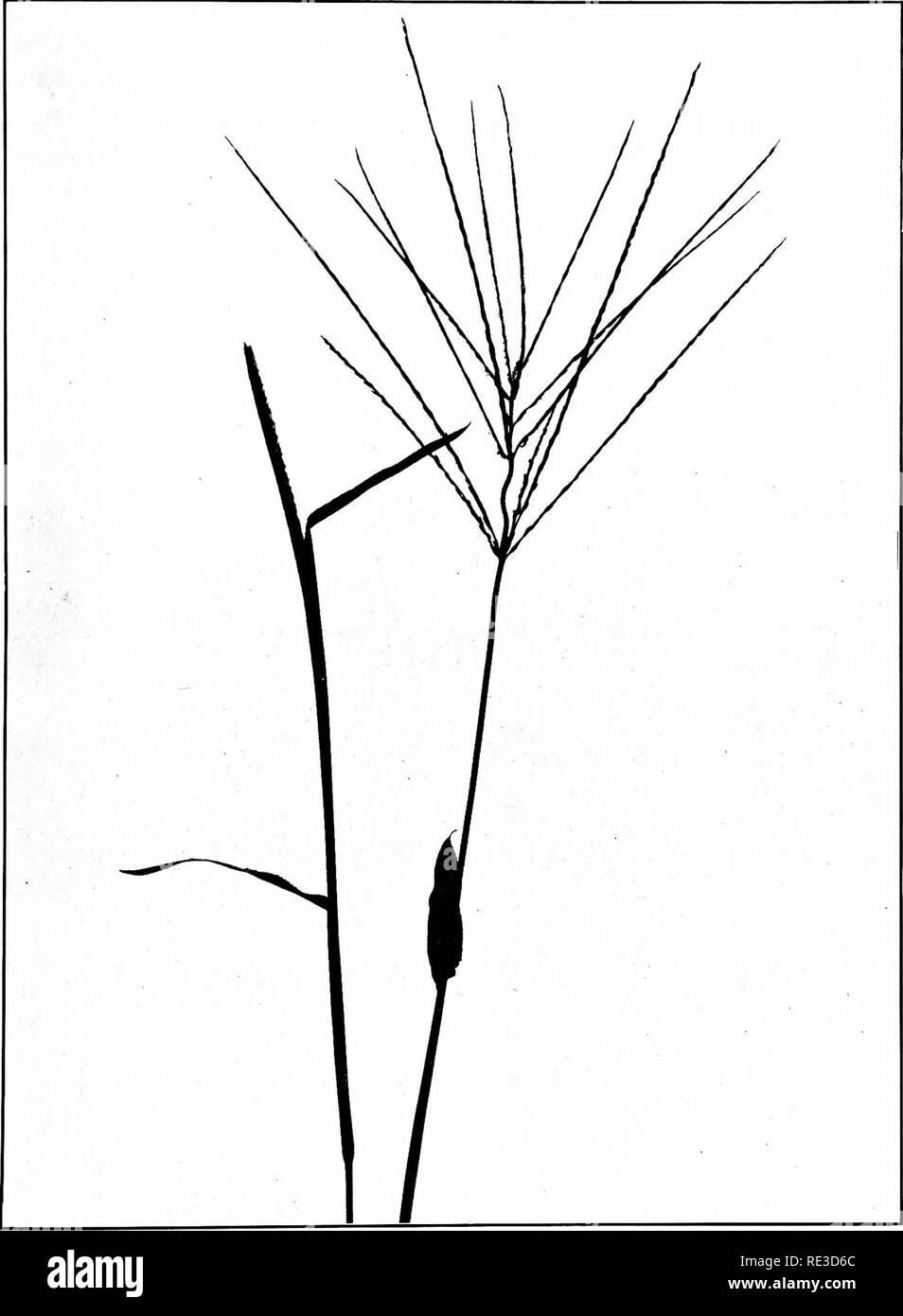 . The book of grasses; an illustrated guide to the common grasses, and the most common of the rushes and sedges. Grasses; Juncaceae; Cyperaceae. LARGE CRAB-GRASS [Digitaria sanguinalis) Three quarters natural size. Please note that these images are extracted from scanned page images that may have been digitally enhanced for readability - coloration and appearance of these illustrations may not perfectly resemble the original work.. Francis, Mary Evans. Garden City, N. Y. , Doubleday, Page &amp; Co. Stock Photo
