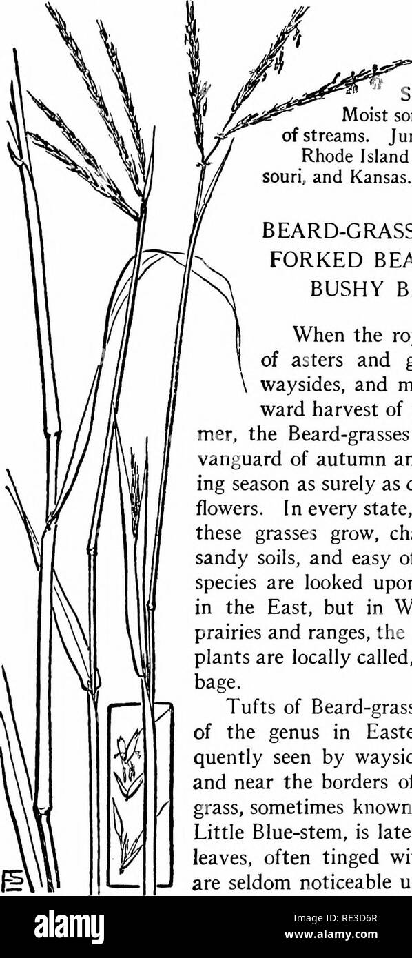. The book of grasses; an illustrated guide to the common grasses, and the most common of the rushes and sedges. Grasses; Juncaceae; Cyperaceae. Illustrated Descriptions of the Grasses. recess in which the flower is embedded. Stamens 3, anthers orange colour, large. Stigmas purple, long. Moist soil, swamps, and borders of streams. June to September. Rhode Island to Florida, Texas, Mis- souri, and Kansas. BEARD-GRASS, BROOM SEDGE, FORKED BEARD-GRASS, AND BUSHY BEARD-GRASS When the royal purple and gold of asters and goldenrod paint the  waysides, and mark the turning to- ward harvest of the ti Stock Photo