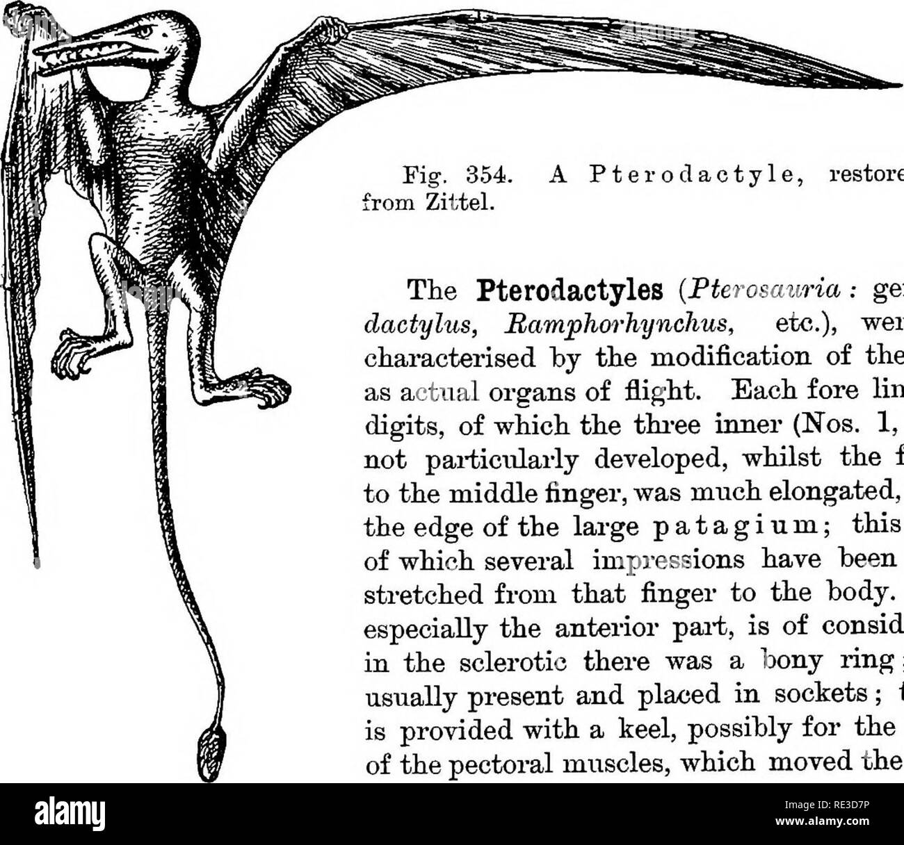 . Text book of zoology. Zoology. Fig. 353. A Plesiosaiirian. as in the latter, are clawless, and like the fins of a Whale; they are, however, xisually larger than in the Ichthyosauj-ians, the bones are not so much shortened, and the number of digits does not exceed five. They attaia a length equal to that of the Ichthyostarians. Triassic, Jtu-assic, Cretaceoiis.. A Pteroclactyle, restored.—Modified The Fterodactyles {Pterosauria : genera Ptero- dactylus, Bamphm-hynchus, etc.), were specially characterised by the modification of the fore limbs as actual organs of fiight. Each fore limb had four Stock Photo