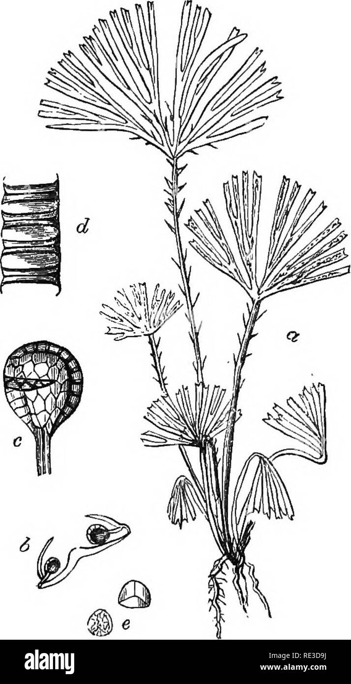 . Introduction to cryptogamic botany. Cryptogams. INTRODXJCTION TO CRTPTOGAMIC BOTANY. 511 oblique. The strongest arguments in favour of the notion are derived from the production of bulbs or young plants upon the fronds, especially as sometimes happens in place of sori. It is true that the sporangium at first consists of a single cell, but so does the leaf of a PhsEnogam, and the spores are formed by cell-division, exactly like the pollen in an anther, which is confessedly a metamorphosed leaf I do not, therefore, see the same objection to the appHcation of the doctrine of me- tamorphosis in  Stock Photo