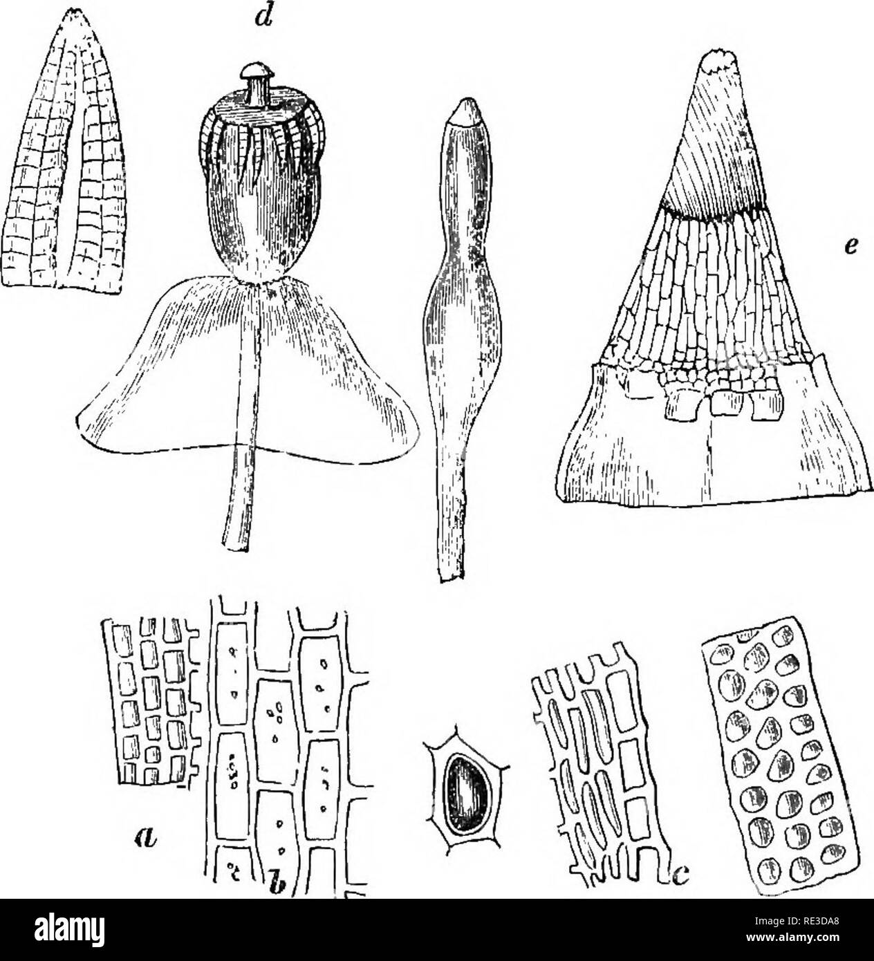 . Introduction to cryptogamic botany. Cryptogams. 480 INTRODUCTION TO CRYPTOGAMIC BOTANY. 5. PoTTiACEi, Br. &amp; 8c., Mont. Sporangia pedunculate, straight, oval; peristome none, or 16-fid; calyptra mitriform; leaves green, composed of wide large cells. Annual or biennial. 529. These mosses are at once distinguished from Phascum by their constantly pedunculate and dehiscent sporangia. They are common either on newly moved soil, like Phascei, or on the mudcaps of walls, or situations corresponding with them in character. The fruit is either altogether destitute of a peristome, as Fottia, or, a Stock Photo