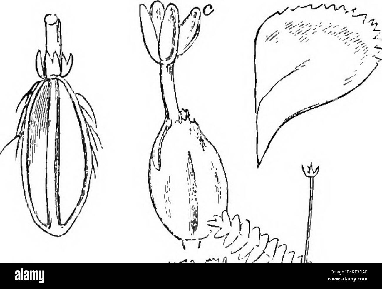 . Introduction to cryptogamic botany. Cryptogams. 458 INTRODUCTION TO CBTPTOGAMIC BOTANY. Trichomanis (Fig. 94, a) is a -well-known indigenous species, and forms a transition to the next group by its fleshy subter- raneous involucre. 13. Geocaltce^, Nees. Fruit immersed in a branchlet, or the saccate tip of the stem which is often fleshy; perianth wanting or confluent with the torus ; leaves succubous. 503. We come now to the division with succubous leaves. We have just had in Calypogeia a direct transition, in the absence of a perianth and the subterraneous involucre. All the species belong t Stock Photo