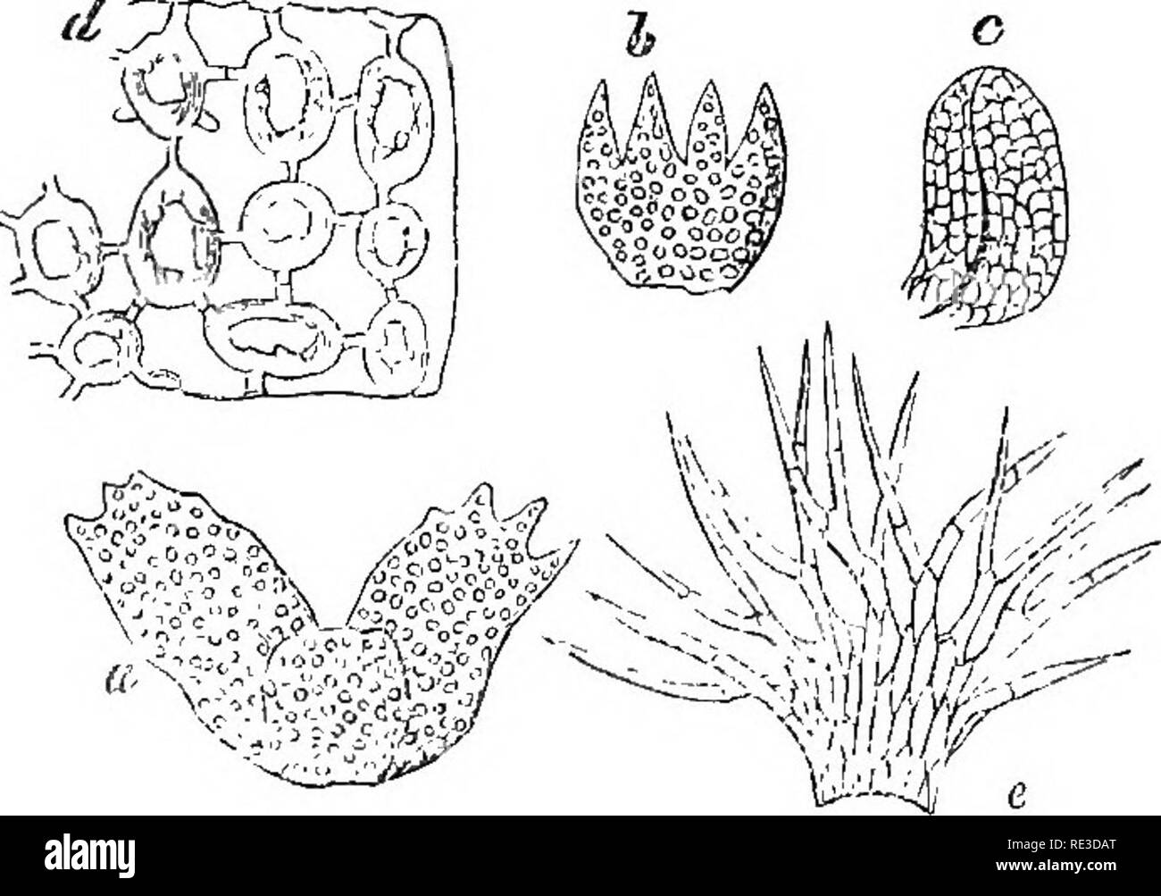 . Introduction to cryptogamic botany. Cryptogams. 456 INTSODUCTION TO CEYPTOGAMIC BOTANY. tella is not an uncommon English species, and is, indeed, almost cosmopolitan ; but it is far surpassed by T. lanata (Fig. 96, e), which looks like a tangled worsted thread.. Fig. 96. a. Leaves and stipule of Mastigobryum cordistipulum. ] b. Leaf of Lepidozia lavifolia. c. Ditto of Micropterygium, nutans. d. Tissue of Sendtnera diclados. e. Stipule of Trichocolea lanata. All more or less magnified. From specimens in the Hookerian Herbarium. 11. CCELOCAULES, Necs. Fruit inserted in a hollow of the stalk ;  Stock Photo