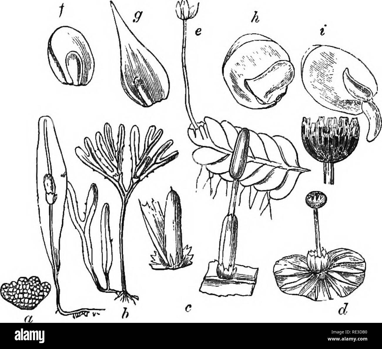 . Introduction to cryptogamic botany. Cryptogams. INTKOBUCTION TO CEYPTOGAMIC BOTANY. 451 Nilghemes and the Straits of Magellan. Of the other species some are tropical, while others, as M. eriocaula (Fig. 4), belong to the more equable temperate regions. This is re- ferred by Mitten, together with, M. prehenailis and Aneura multijida, to Sarcomitrium. The tribe would, perhaps, be better united with Haplolamece.. Pig. 95. a. Symphyogyna subsimplex, nat. size, with scale-shaped involucre slightly magnified. b. Symphyogyna hymenop'hyUa, nat. size. Both from the Hookei'ian Herbarium. c. Blyttia Ly Stock Photo