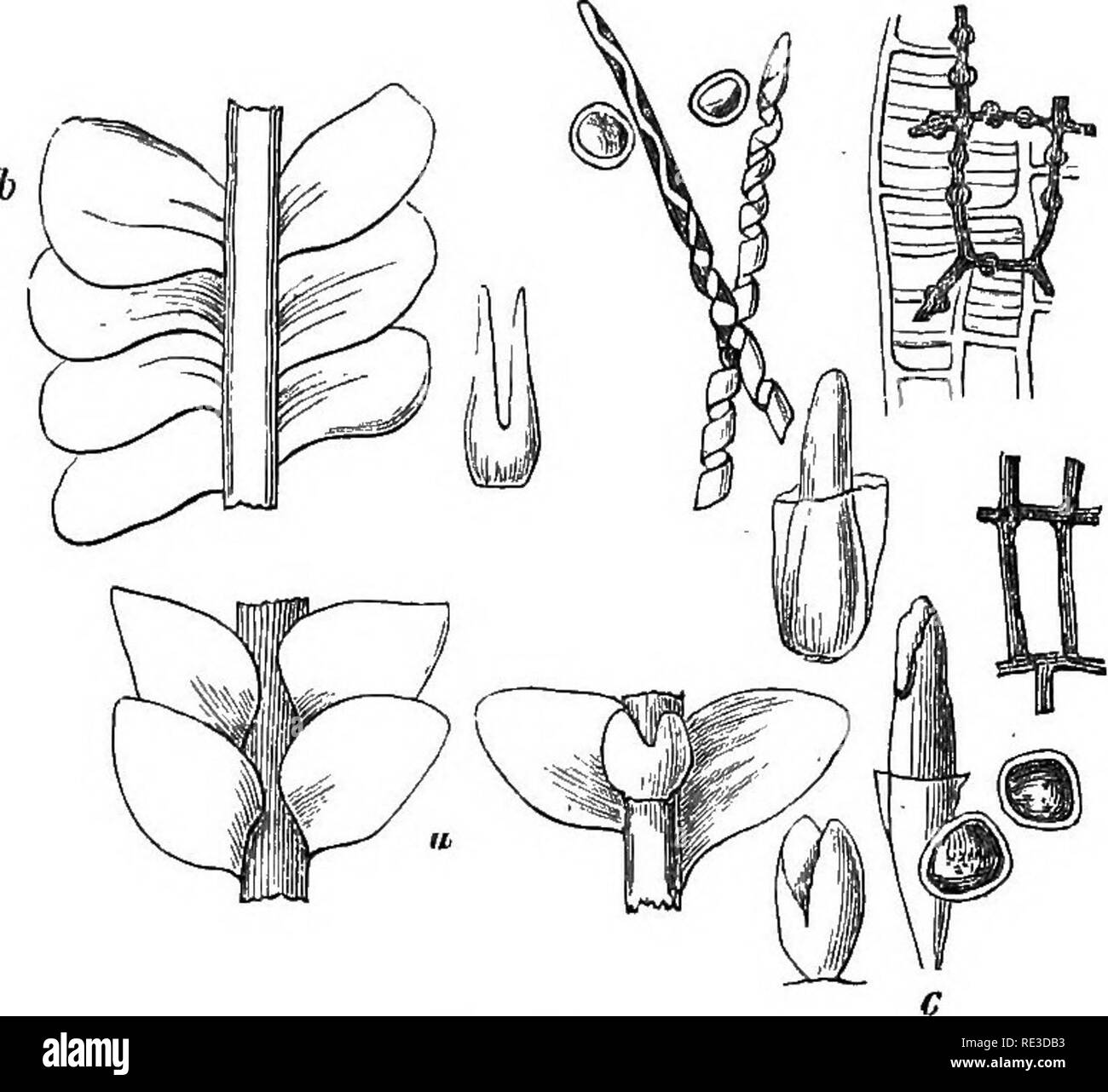 . Introduction to cryptogamic botany. Cryptogams. INTKODXJCTION TO CBTFTOGAMIC BOTANY. 445 called amphigastra, alternating with the others, making the arrangement ^ of a different outline from the others, and usually less. These are sometimes called stipules, hut they are not the same organs as the stipules of Phsenogams. The fruit is often surrounded at the base with leaves of a different form from the other, sometimes passing through various modifica- tions before the involucre commences. Annular threads are in many genera found in the cells of the wall of the sporangia, and broadly punctate Stock Photo