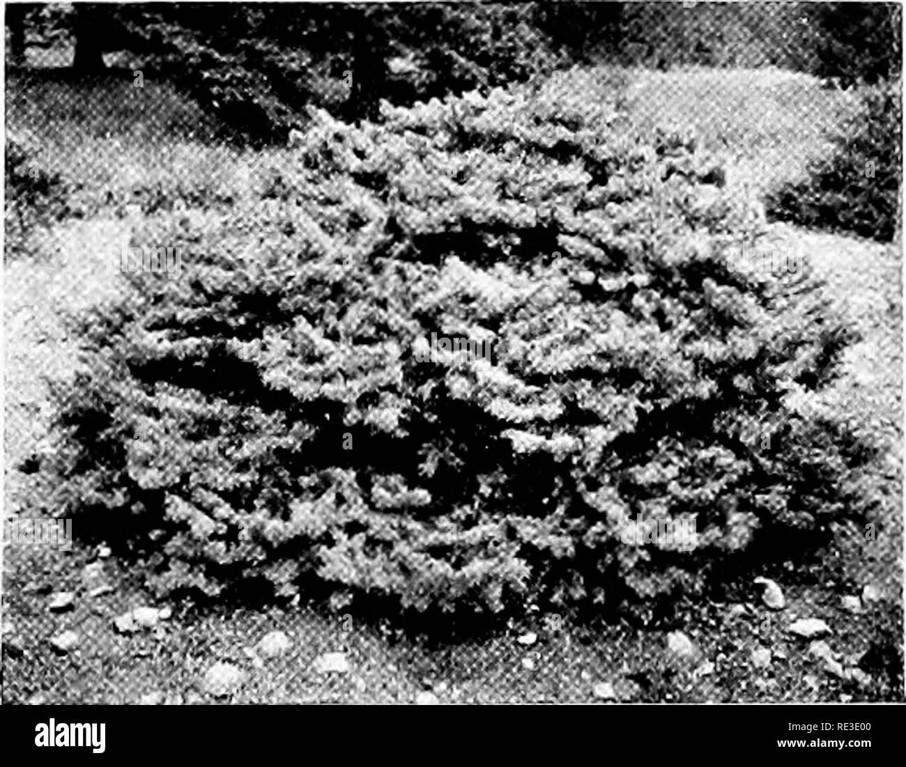 . The romance of our trees. Trees. JAPANESE TABLE PINE {Pinus densiflora var. umhraciilijera). DWARF BLUE SPRUCE (Picea pungetis var. compacta). Please note that these images are extracted from scanned page images that may have been digitally enhanced for readability - coloration and appearance of these illustrations may not perfectly resemble the original work.. Wilson, Ernest Henry, 1876-1930. Garden City, New York, Doubleday, Page Stock Photo