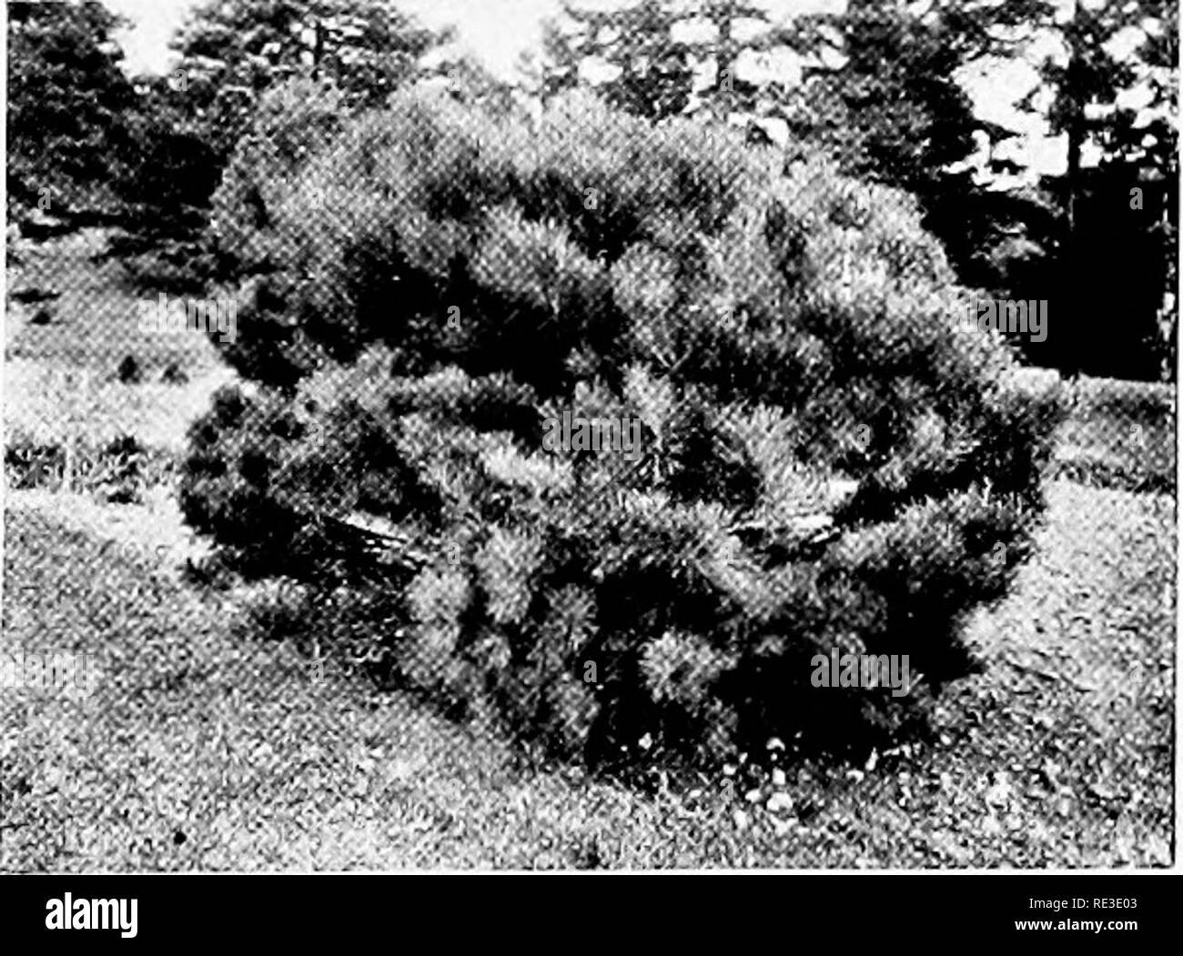 . The romance of our trees. Trees. DWARF WHITE PINE {Pinus Strobiis var. nana) '^^Xi-is^^Hg^ DWARF ORIENTAL SPRUCE (Picea orientalis var. compacia). JAPANESE TABLE PINE {Pinus densiflora var. umhraciilijera). Please note that these images are extracted from scanned page images that may have been digitally enhanced for readability - coloration and appearance of these illustrations may not perfectly resemble the original work.. Wilson, Ernest Henry, 1876-1930. Garden City, New York, Doubleday, Page Stock Photo