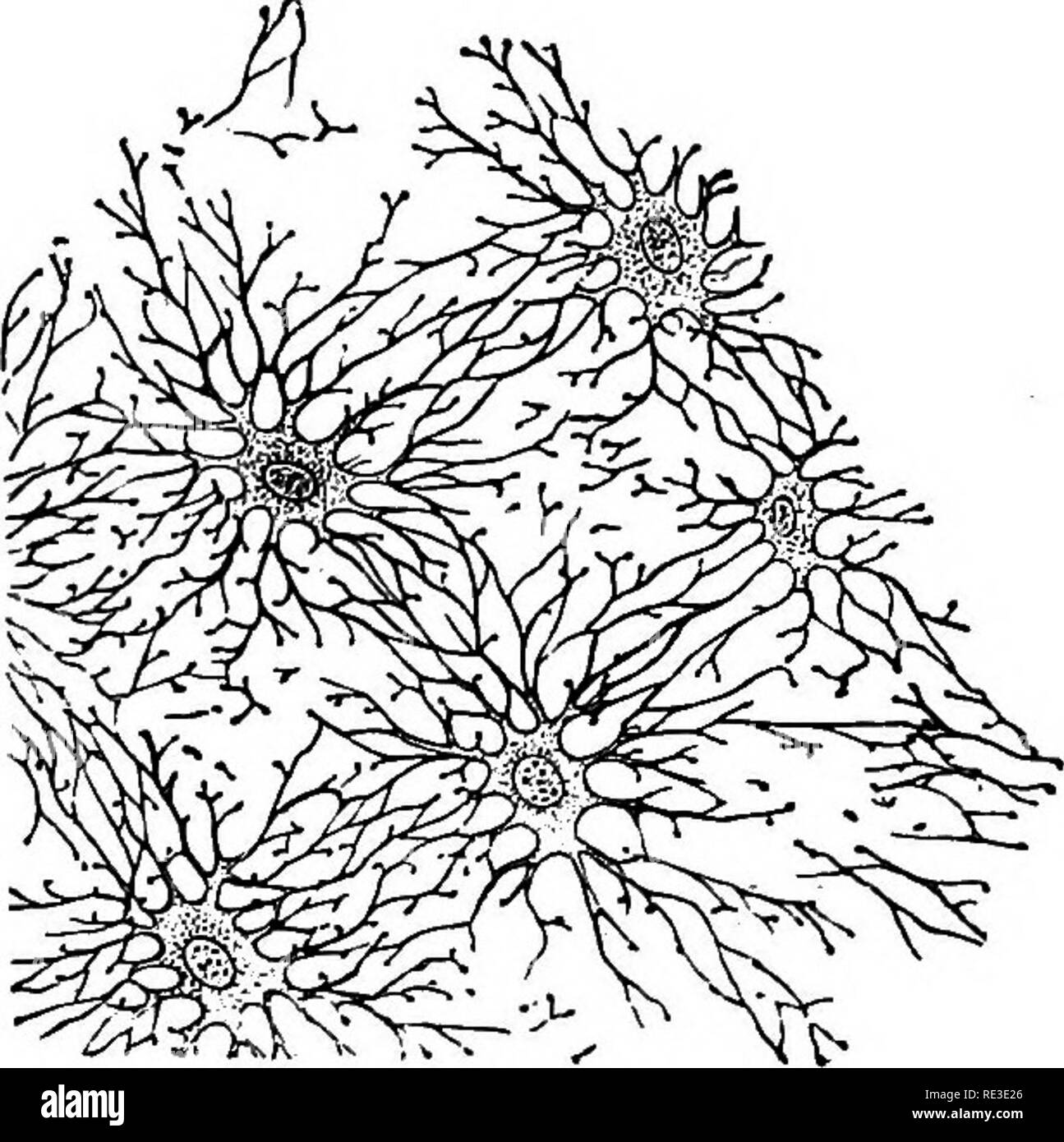 . Text book of zoology. Zoology. 10 General Part. tissue, cartilage, and bone are recognised. In the first of these the intercellular substance is more or less soft, and the cells are of various shapes, fusiform, stellate, flat. There are three kinds of connective tissue: â cellular, in which the intercellular substance is but slightly developed, often forming â only a membranous partition between the large vesicular cells: mucous or gelatinous, with a homogeneous and jelly-like intercellular substance (cells rounded or stellate) : and fibrillar connective tissue, where the intercellular subst Stock Photo