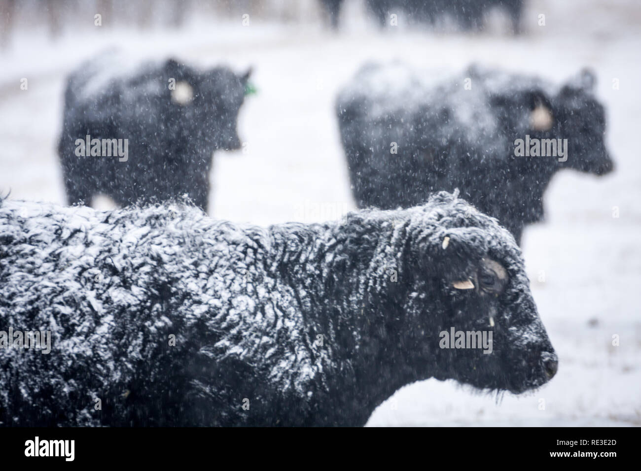 Cattle graze in pasture as snow falls on chilly winter day in southern Alberta, Canada. Stock Photo