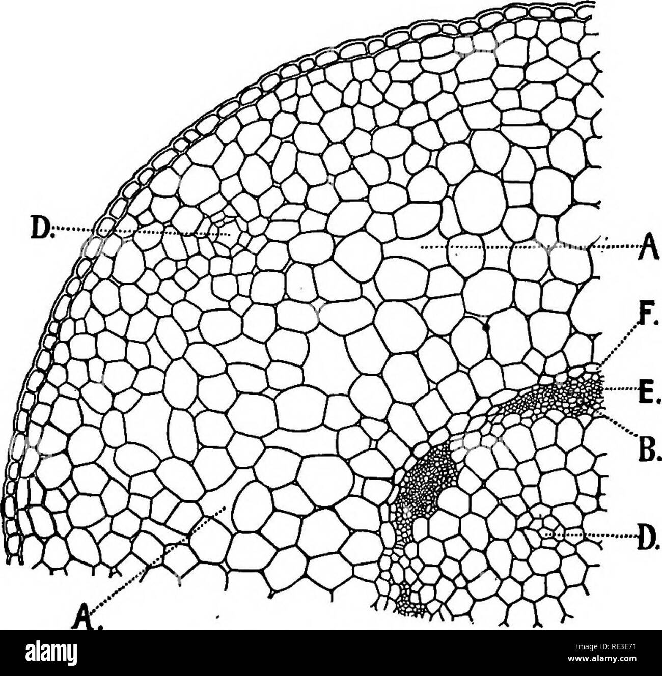 Cross section portion plant stem Black and White Stock Photos & Images ...
