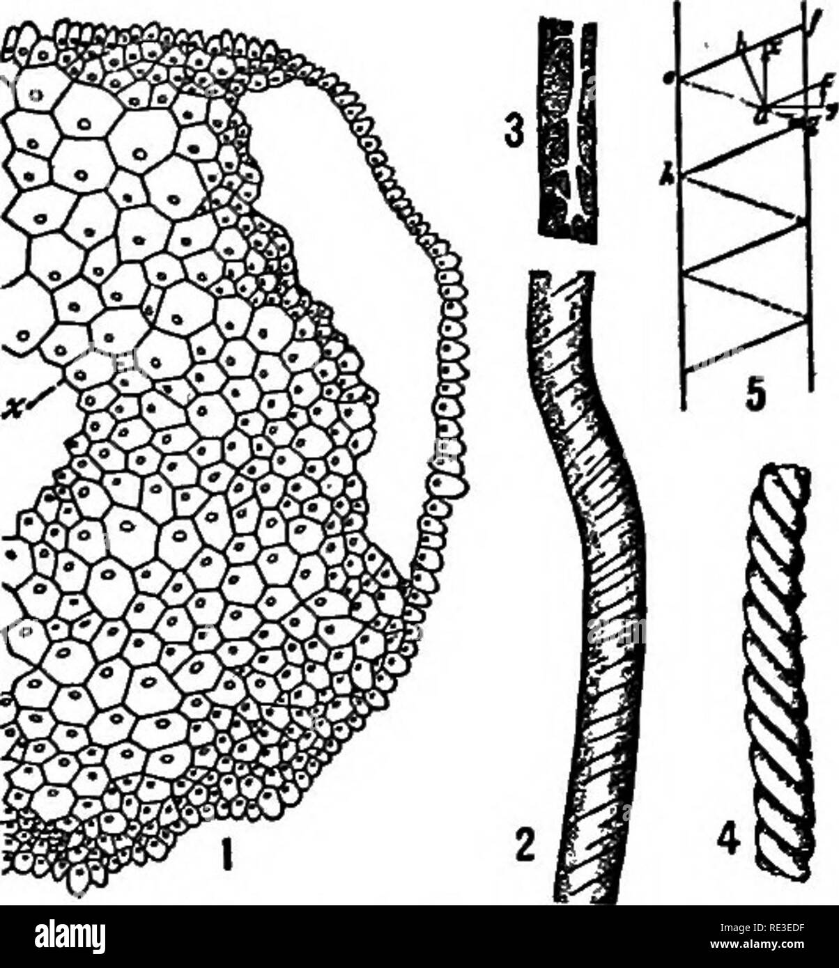 Practical text-book of plant physiology. Plant physiology. OSMOSE 