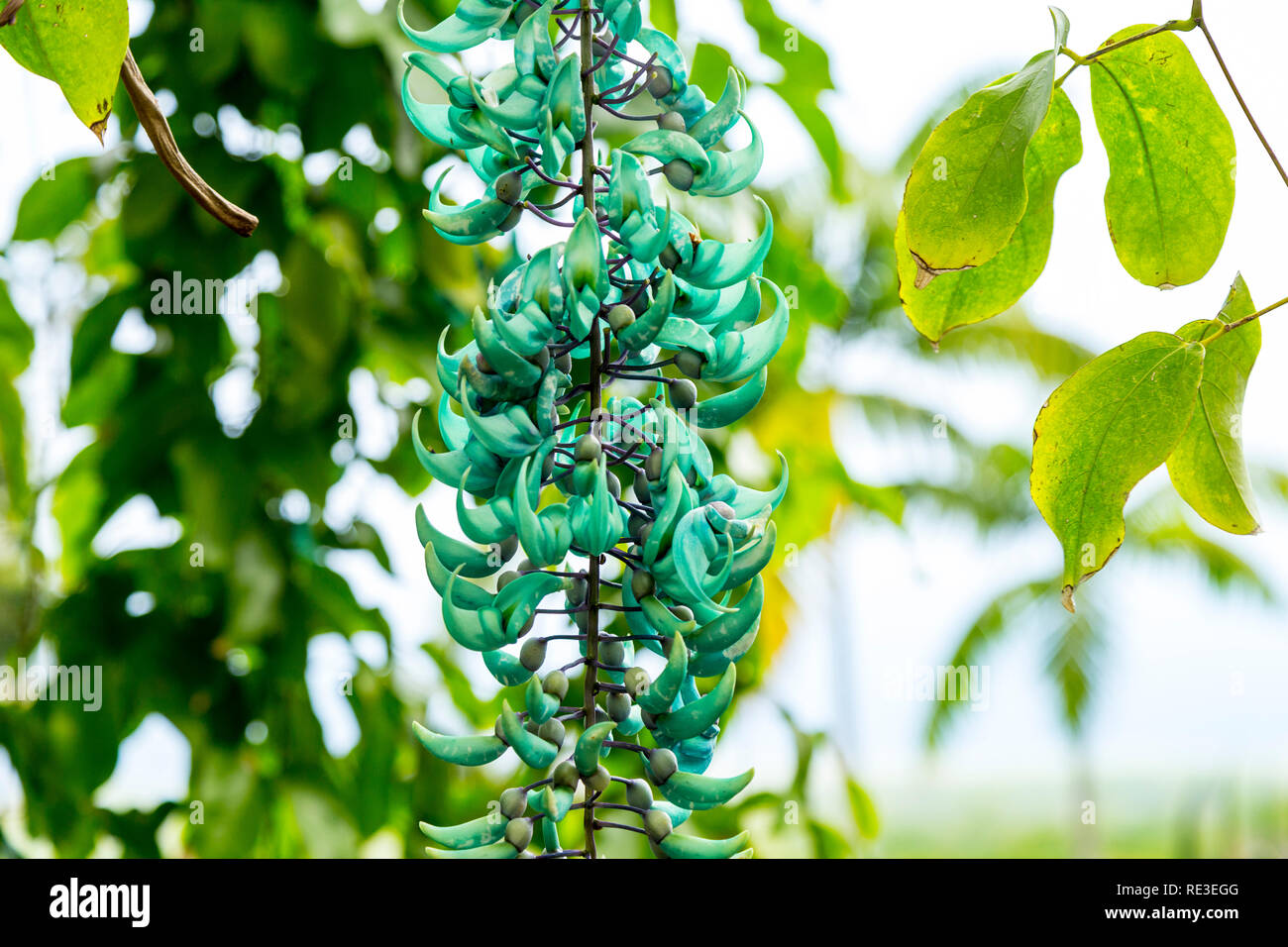 Beautiful exotic jade vine on the Big Island of Hawaii, USA Stock Photo