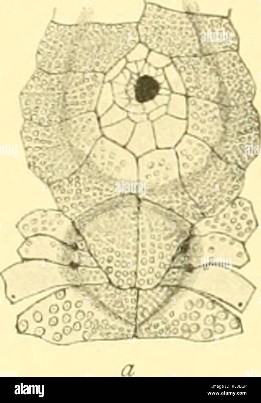 . Echinoidea. Sea urchins. 146 ECHINOIDEA. II. Agassiz (Rev. of Ech. PI. XXV. 27—28). Globiferoiis, rostrate, tridentate and triphyllous pedicellariæ have been found; ophicephalous ones do not seem to occur. The globiferoiis pedicellariæ (PI. XVII. Figs. 37, 49) are very conspicuoiis, with a thick. brownish head; the val ves are very short, with a very large basal part and a short, tubeshaped blade, whicli has 5—6 teeth along each side of the elongate terminal opening and often an onter median one. The stalk has a whorl of free projecting rods at its lower end; the npper end is attenuated. The Stock Photo