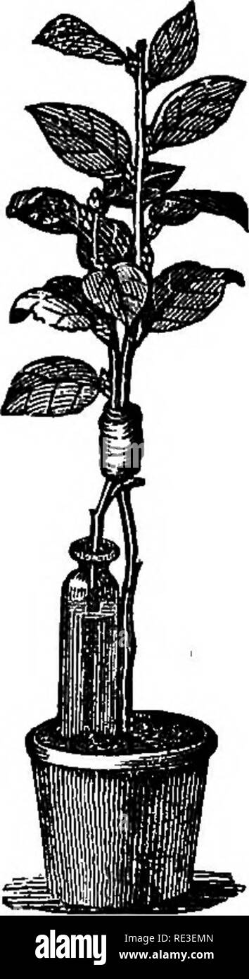 . The theory of horticulture; or, An attempt to explain the principal ...