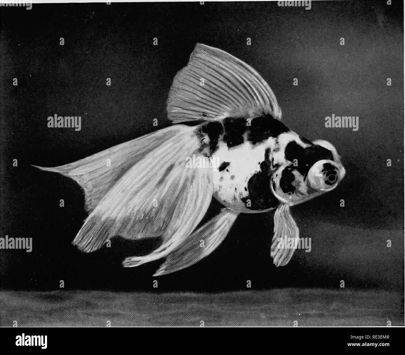 black and white goldfish