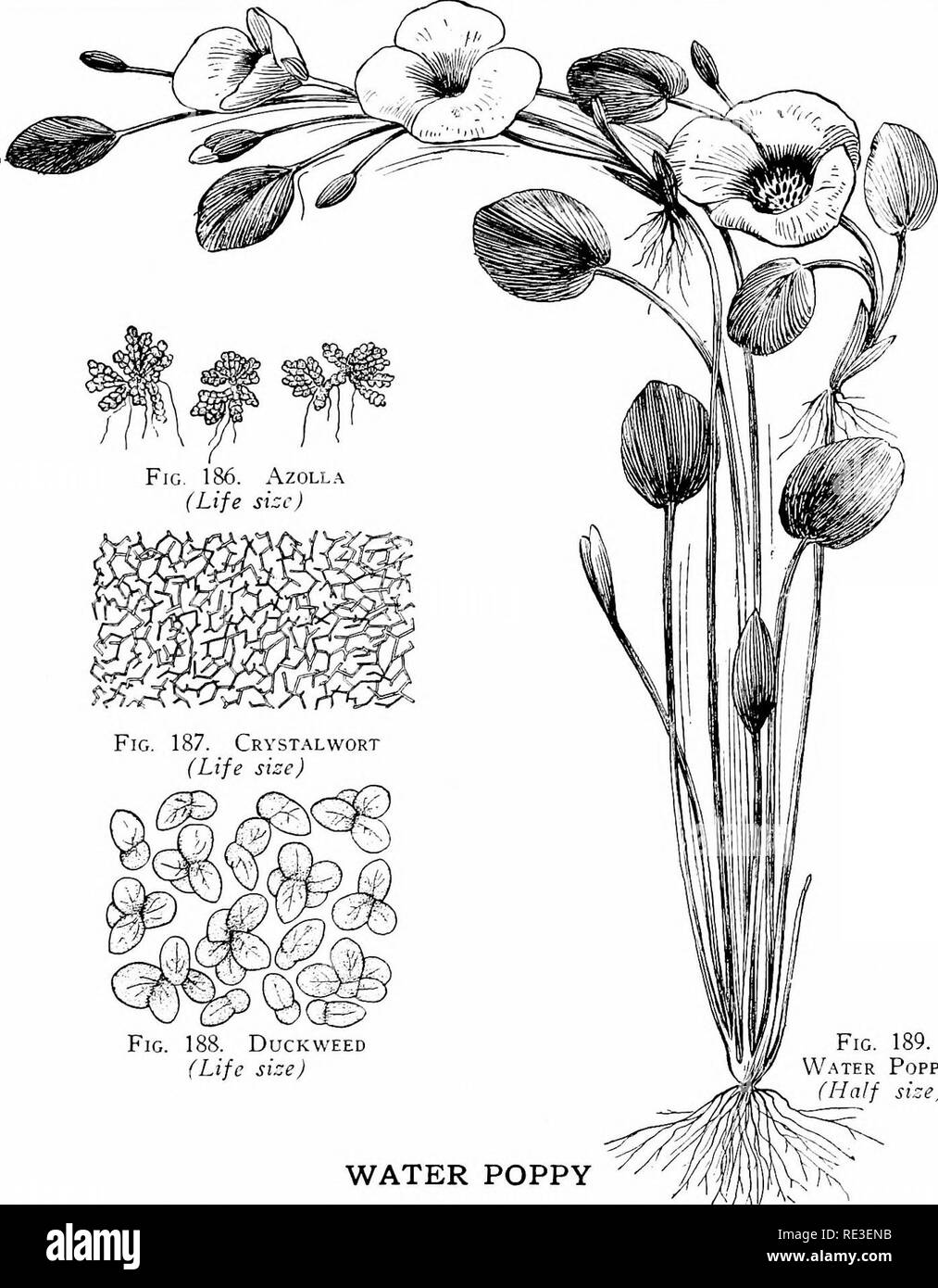 . Goldfish varieties and tropical aquarium fishes; a complete guide to aquaria and related subjects. Aquariums; Goldfish. AQUATIC PLANTS 201. Fig. 188. Duckweed (Life size) Fig. M W.'.TER Poppy (Half sice) WATER POPPY Linmocharis hmnboldti, owing to its generally satisfactory qualities, has become one of the most popular plants in the indoor and outdoor tank, as well as the large aquarium. It grows very rapidly and con- tinuously sends out new plants, which have groups of buds. Usually a new bud blooms every day. The three-petaled yellow flower with a brown eye or centre only lasts a few hours Stock Photo