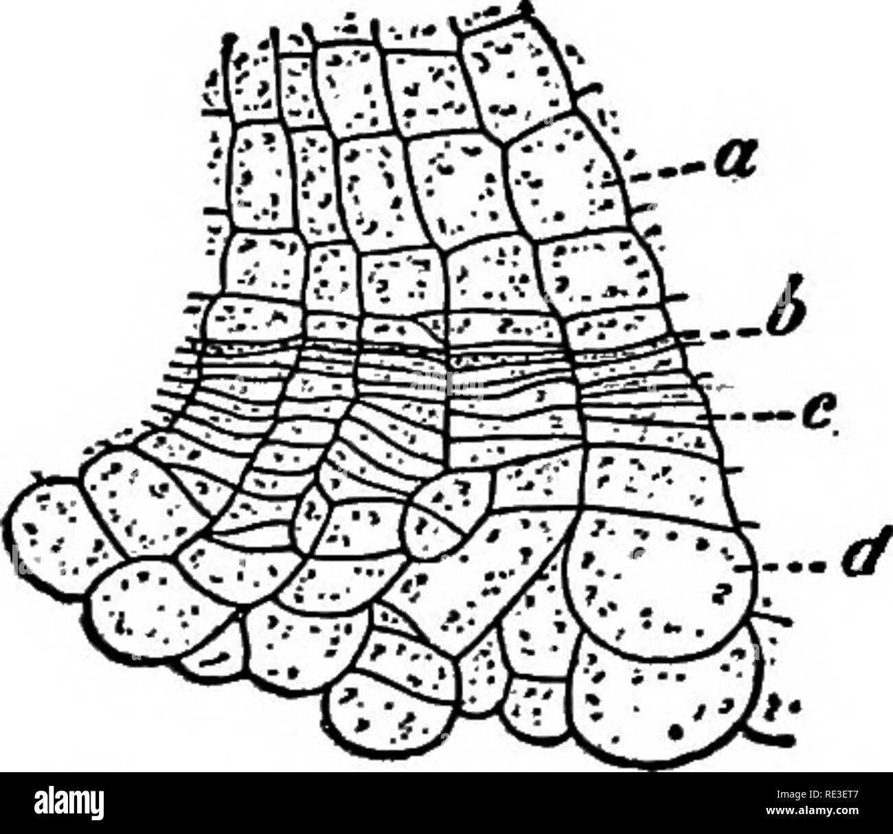 Cork cambium layer hires stock photography and images Alamy