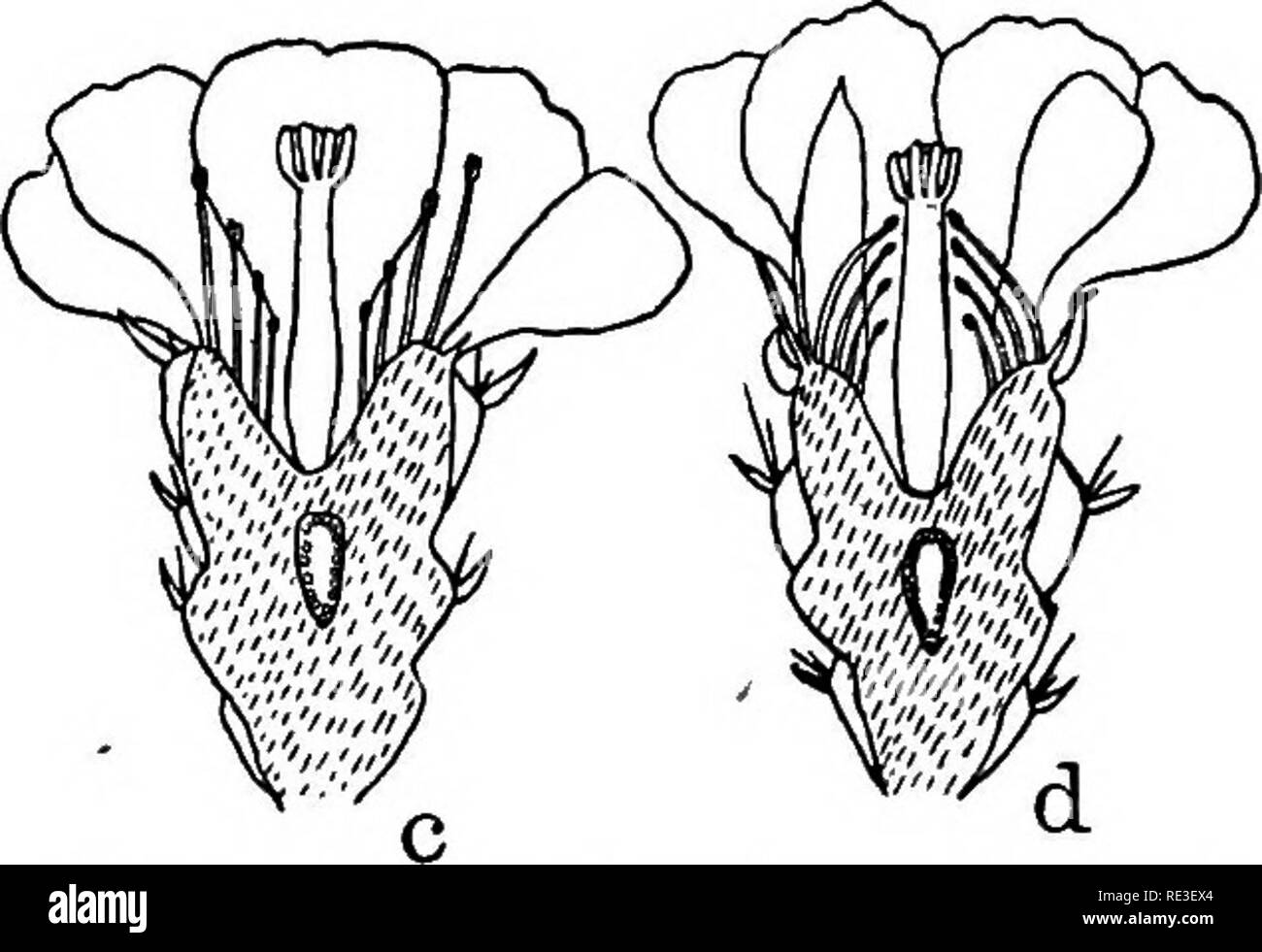 . Practical text-book of plant physiology. Plant physiology. REACTIONS OF STAMENS TO SHOCK 19. Fig. 6. Sections of two flowers of Opunlia. e, with stamens in normal position, d, with sta- mens bending toward the style in response to shock of rough objector insect. After Tourney. Strike the terminal leaflets of a normal specimen of Biophytum so lightly that no reaction ensues and repeat at intervals to de- termine the memory, or time during which the stimulus-effects are retained and cumulated, finally producing full excitation. 26. Reactions of Stamens of Opuntia to Shock. The flower of Opunti Stock Photo