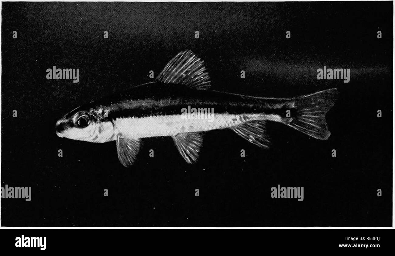 . Goldfish varieties and tropical aquarium fishes; a complete guide to aquaria and related subjects. Aquariums; Goldfish. Fii;. 106. Mullet or Chub Sucker (Yoiiny). Please note that these images are extracted from scanned page images that may have been digitally enhanced for readability - coloration and appearance of these illustrations may not perfectly resemble the original work.. Innes, William T. (William Thornton), 1874-1969. Philadelphia, Innes Stock Photo