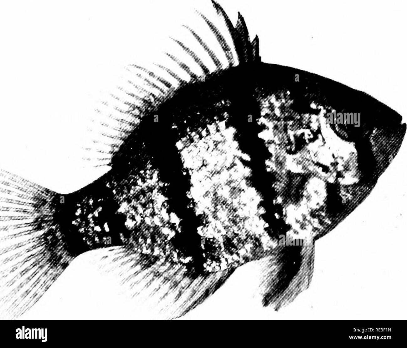 . Goldfish varieties and tropical aquarium fishes; a complete guide to aquaria and related subjects. Aquariums; Goldfish. Fig. 104. The Ora&gt;;ce-Spotted Sunfish (Lcfioiiiis hiimiltts) (Two-thirds sice). P Fig. 105. The Black-Banded Sunfish, or &quot;Chaetodon' (Average size) 109. Please note that these images are extracted from scanned page images that may have been digitally enhanced for readability - coloration and appearance of these illustrations may not perfectly resemble the original work.. Innes, William T. (William Thornton), 1874-1969. Philadelphia, Innes Stock Photo