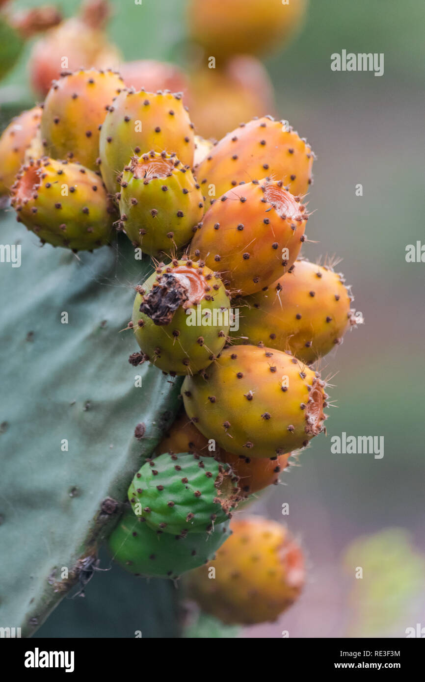 prickly pear fruits (Opuntia ficus-indica) Stock Photo