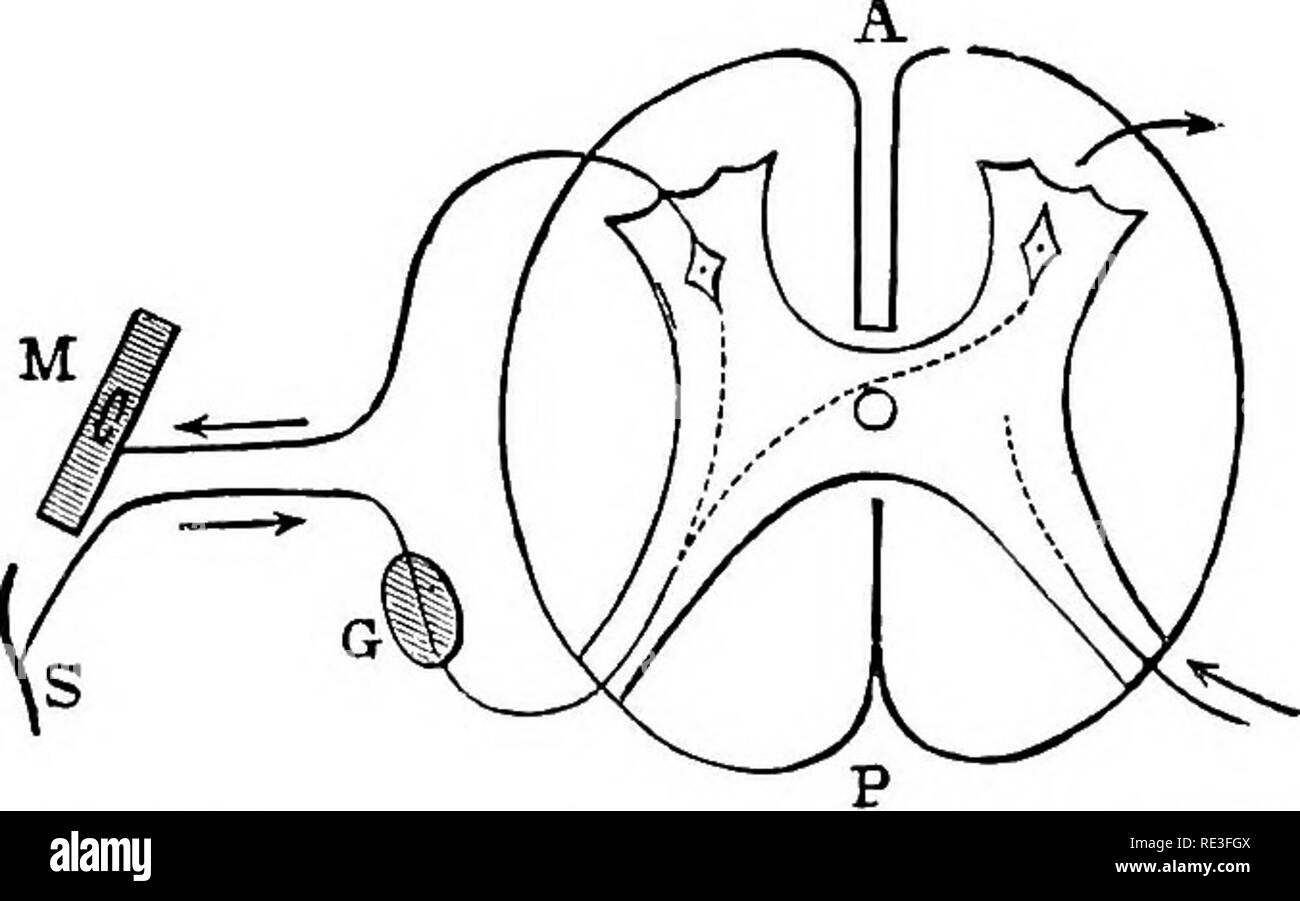 The physiology of domestic animals ... Physiology, Comparative; Veterinary  physiology. The spinal cord is not only the path of conduction of nerve  impres- sions from the periphery of the brain and