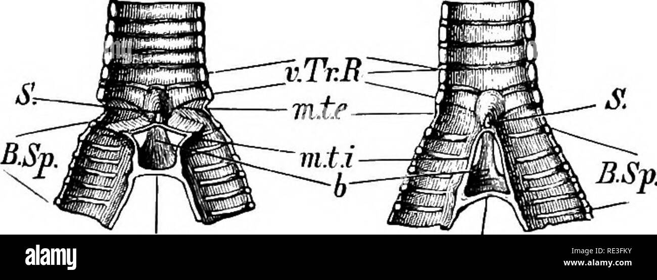 Tracheal respiration Cut Out Stock Images & Pictures Alamy