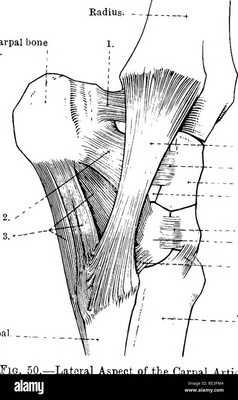 . The topographical anatomy of the limbs of the horse. Horses