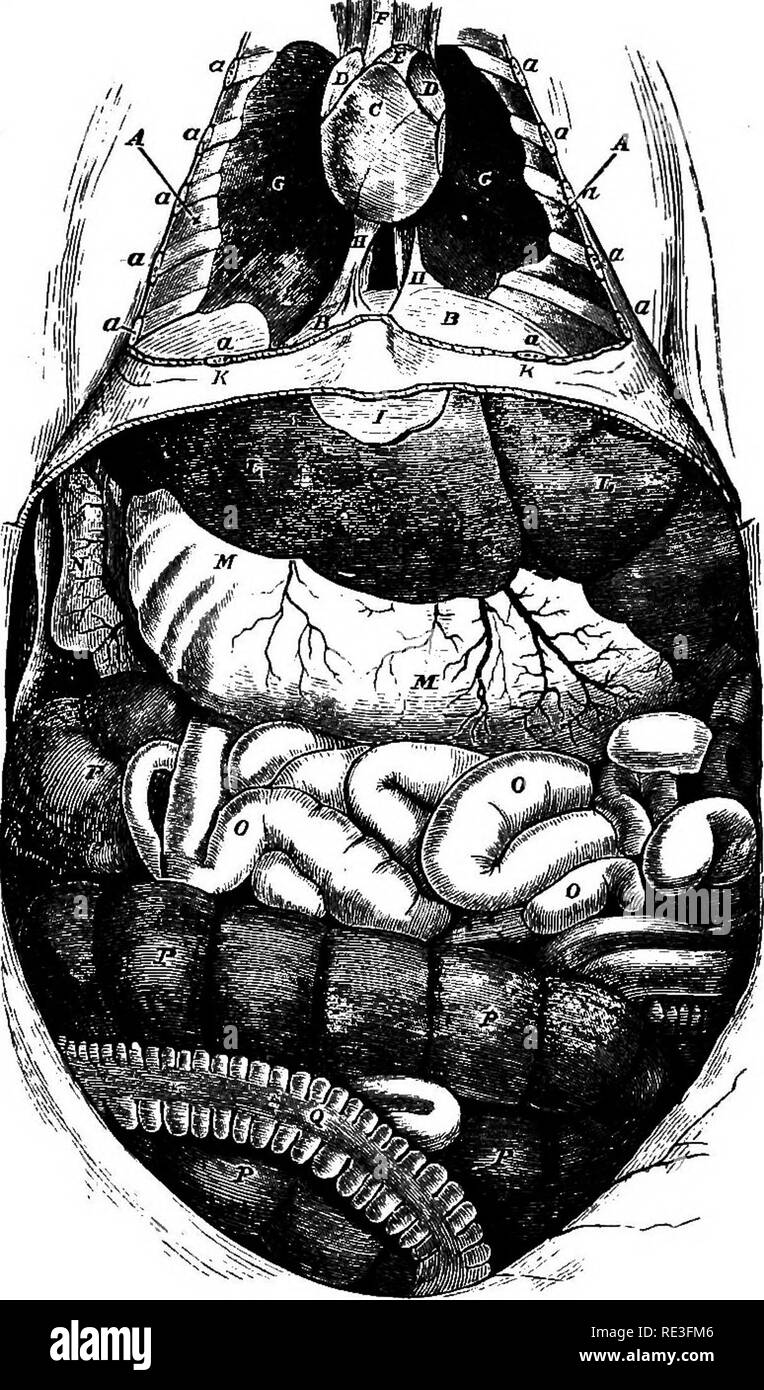 . A text-book of animal physiology, with introductory chapters on general biology and a full treatment of reproduction ... Physiology, Comparative. 300 ANIMAL PHYSIOLOGY. found in herbivorous animals, associated often with a.capacious and chambered stomach, furnishing a larger laboratory in. Fig. 258.—The viscera of a rabbit as seen upon simply opening the cavities of the thorax and. abdomen without any further dissection. A, cavity of the thorax, pleural cavity on either side; .B, diaphragm; C, ventricles of the heart; P, auricles; E^ pulmonary artery; ^^ aorta; ff, lungs collapsed, and occup Stock Photo