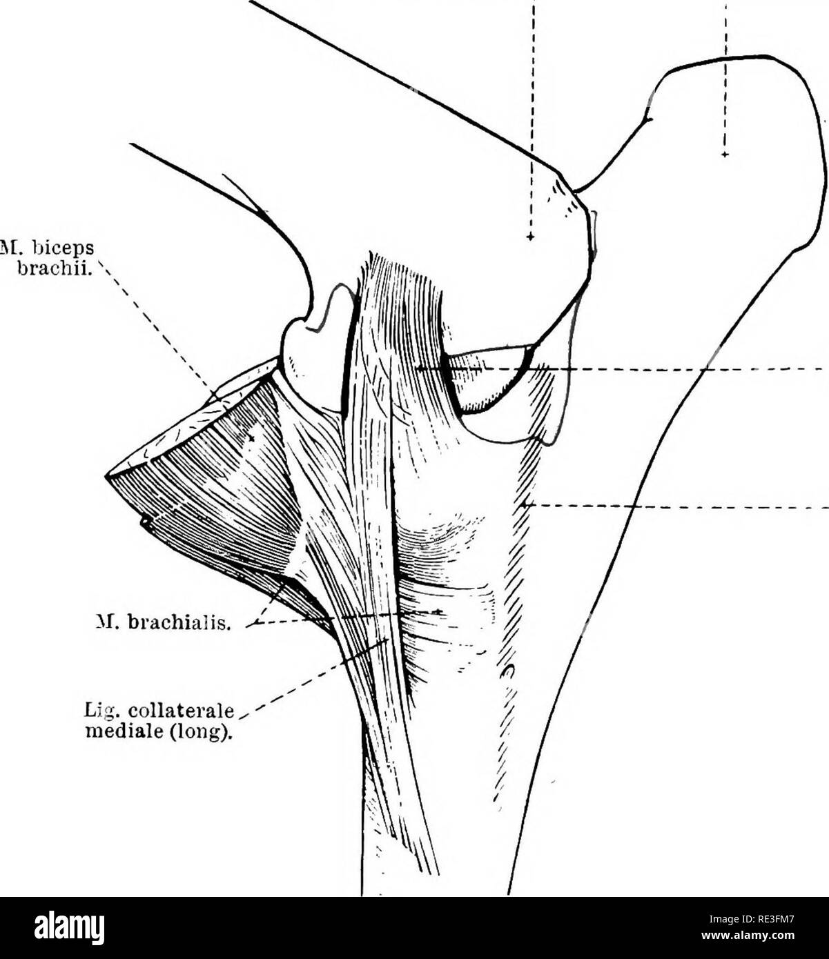 . The topographical anatomy of the limbs of the horse. Horses; Physiology. 70 TOPOGRAPHICAL ANATOMY OF aspect of the joint, where it is reinforced by oblique fibres; but behind, where it is supported by the anconeus and triceps muscles, it is much weaker and more membranous. The capsule is very firmly adherent to the tendons of the various muscles that are inserted to the proximal end of the radius, and to those that take origin from the distal end of the humerus; and its synovial lining is continued for a short distance along the tendons of origin of the flexors of the lledial epicondyle ol h Stock Photo