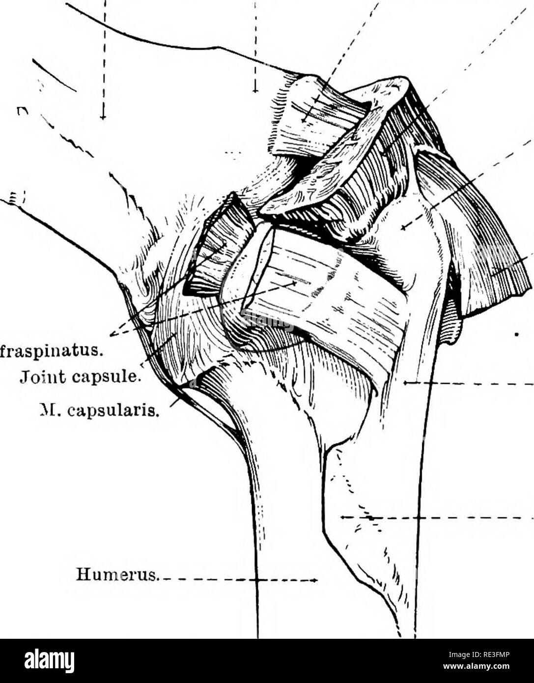 . The topographical anatomy of the limbs of the horse. Horses; Physiology. THE LIMBS OF THE HOESE 67 relation. Enumerated from behind forwards, these structures are as follows:—The volar ramus of the volar metacarpal nerve; the digital artery; the dorsal ramus of the nerve; the digital vein; a branch of the dorsal ramus of the nerve. In the consideration of this region from the surgical point of view it is also necessary to remember that the volar and dorsal rami of each nerve are connected by anastomotic filaments, with the Scapula. Coraooid process. Origin of m. biceps brachii. , / ^ M. supr Stock Photo
