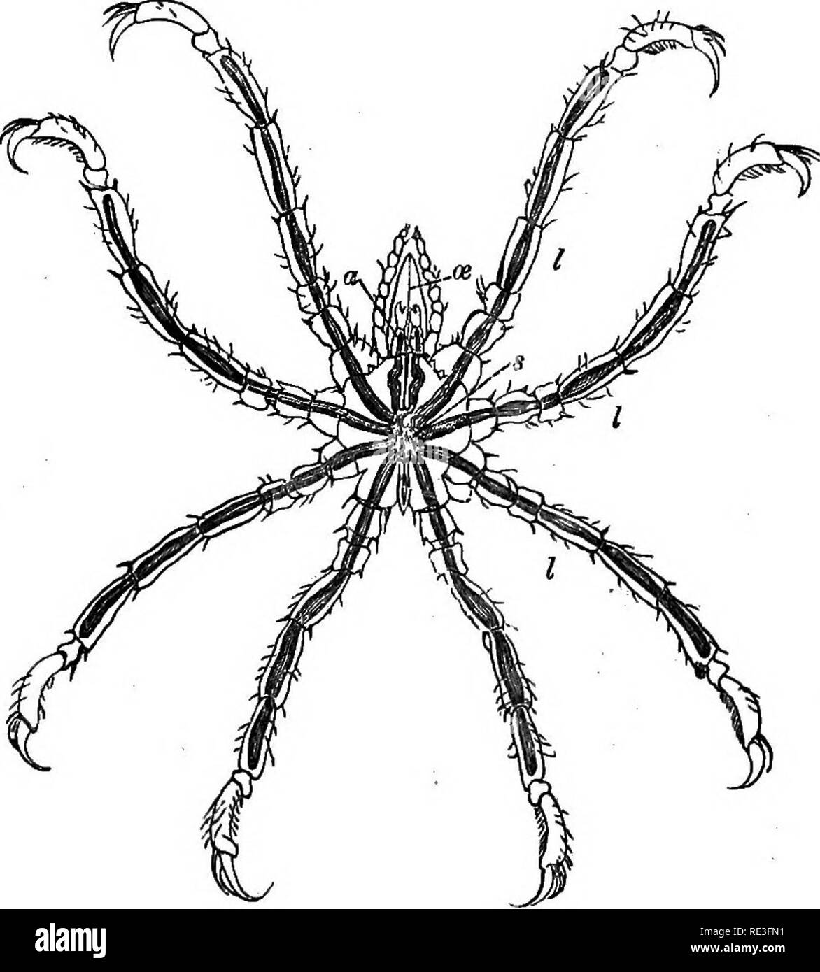 . A text-book of animal physiology, with introductory chapters on general biology and a full treatment of reproduction ... Physiology, Comparative. DiaBSTION OP POOD. 295 another, where a different fluid is secreted, -would be expected. As a matter of fact, mechanical and chemical forces play a large part in the actual preparation of the food for absorption. Behind these lie, of course, the vital properties of the glands, which prepare the active fluids from the blood, so that a study of digestion naturally divides itself into the consideration of—. Pig. f!S!i.—Ammothea pyenogonides, a marine  Stock Photo