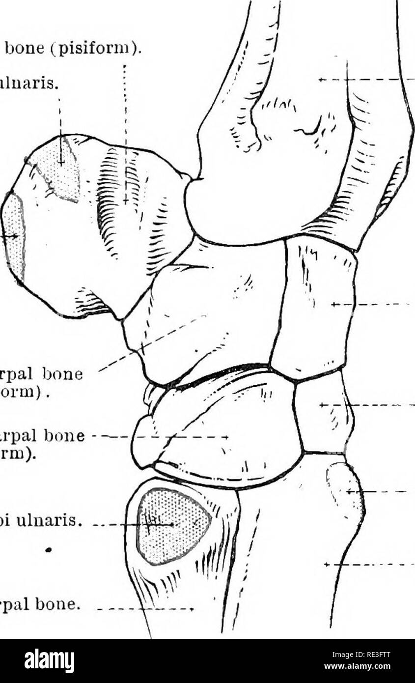 . The topographical anatomy of the limbs of the horse. Horses; Physiology. 46 TOPOGKAPHICAL ANATOMY OF followed later down the rest of the limb to its ultimate insertion into the flexor area of the third phalanx. Accessory carpal bone (pisiform), il, extensor carpi uluaris. }il. flexor carpi   ulnaris. Ulnar carpal bone (cuneiform). Fourth carpal bone (unciform). M. extensor carpi ulnaris.  .. Intermediate carpal bone (lunar). Third carpal bone (magnum). -M. extensor carpi radialis. Third metacarpal bone. Foui'th metacarpal bone.   P£Q^ 26.—Lateral Asjiect ot&quot; the Carpus, etc., with Areas Stock Photo