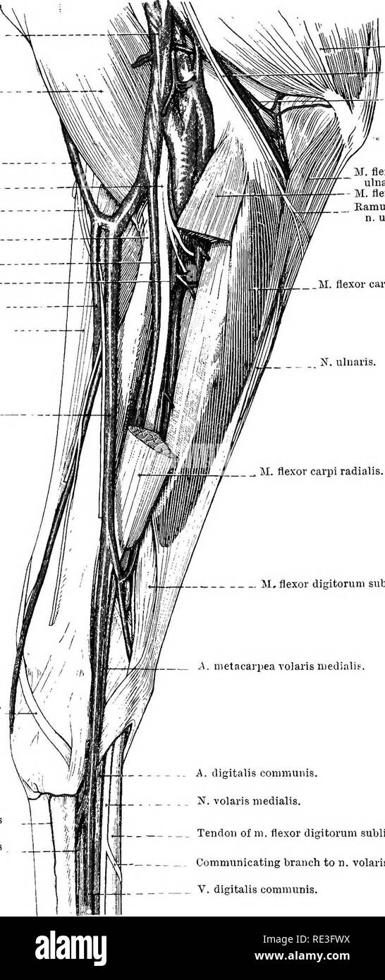 . The topographical anatomy of the limbs of the horse. Horses; Physiology. 42 TOPOGEAPHICAL ANATOMY OF V, brachialis M, biceps brachii. V. cephalica.. K. medianus.. N. cutaneus antibrachii lateralis. LigamentuoQ collaterale mediale V. mediana. A. mediana. V. cephalica accessoria. M. extensor carpi radialis. v. cephalica antibrachii.   M. flexor carpi ulnaris. A. nietacarpea dorsalis medialis. A. metacarpea volaris medialis.. M. triceps brachii. N. ulnaris. A. and V. collateralis ulnaris. M. flexor carpi ulnaris (caput ulnare). M. flexor carpi radialis. Uamus cutaneus volaris of n. ulnaris. , M Stock Photo