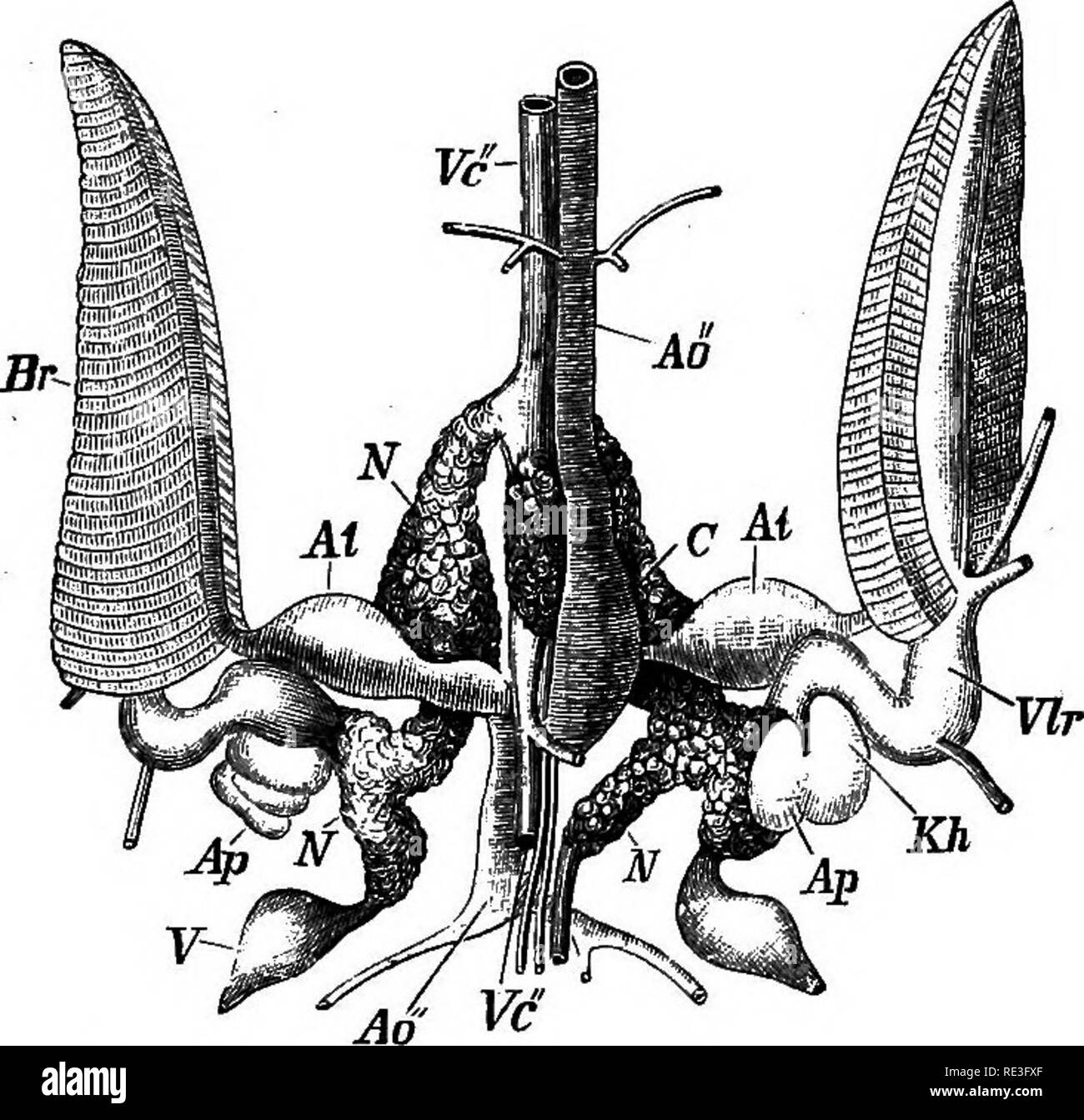 . A text-book of animal physiology, with introductory chapters on general biology and a full treatment of reproduction ... Physiology, Comparative. THE CIRCULATION OP THE BLOOD. 253 marked that in this creature there are contractile dilatations at the bases of the branchial arteries.. Fio. 227.—Circulatory and excretory organs of the cuttle-flsh (Sepia officinalis), viewed from the dorsal side (after Hunter). Br, gills ; C, ventricle ; Ao and Ao', anterior and poste- rior aorta; F, lateral vein ; Vc anterior vena cava; Fc&quot;, posterior vena cava : N, renal appendages of the veins ; Vlr^ ad Stock Photo