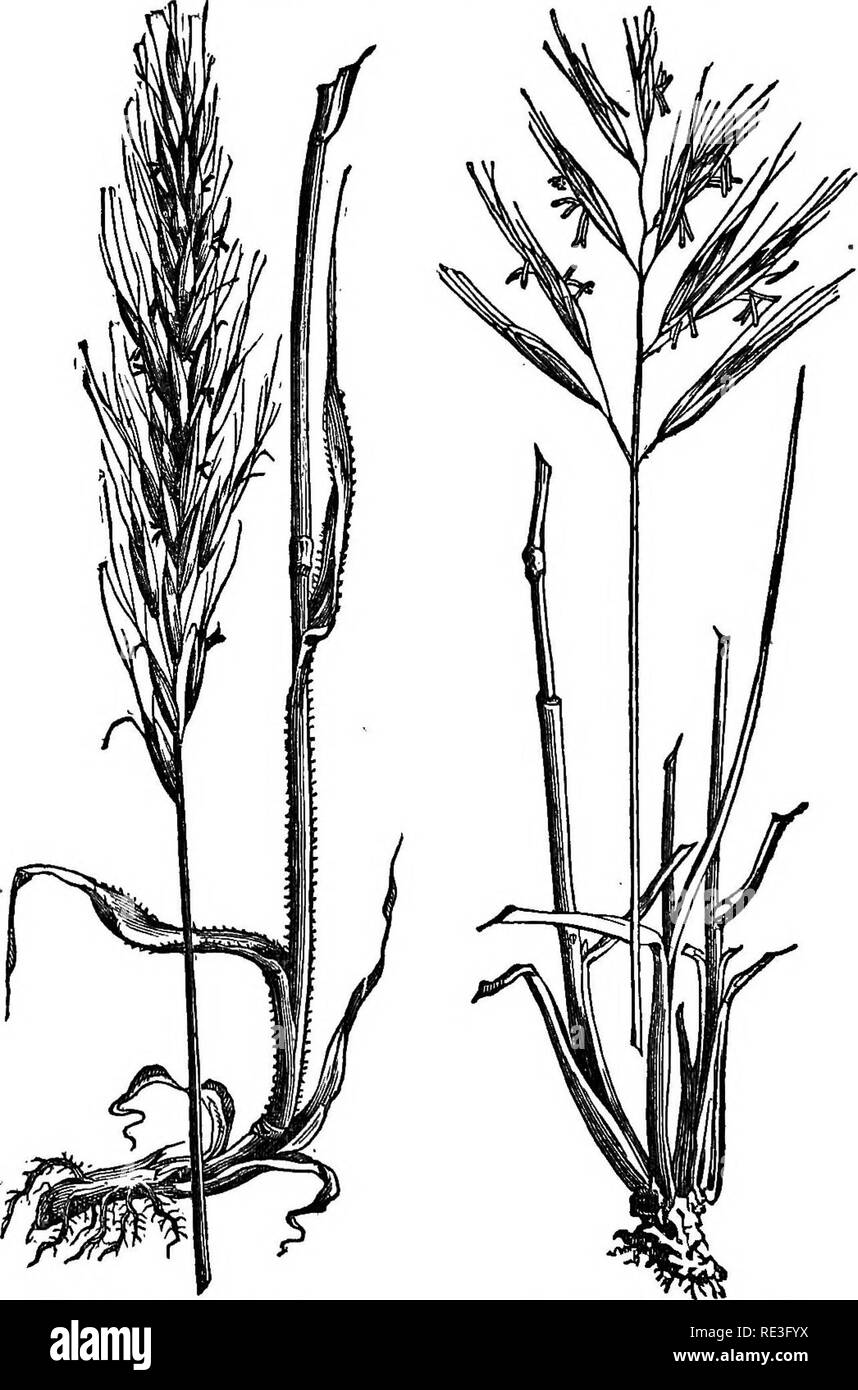 . Grasses and forage plants. A practical treatise. Comprising their natural history comparative nutritive value; methods of cultivating, cutting, and curing; and the management of grass lands in the United States and British Provinces. Grasses; Forage plants. 124 DOWNY OAT GRASS. DowNT Persoon {lyisetttm molle) is a grass with dense panicles, much contracted, oblong or linear, awn bent or diverging; lower palea compressed, keeled;. Kg, 101. Downy Oat Grass. Vig. 102. Meadow Oat Srasa.. Please note that these images are extracted from scanned page images that may have been digitally enhanced fo Stock Photo