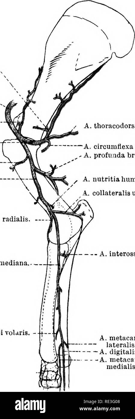 . The topographical anatomy of the limbs of the horse. Horses; Physiology. 22 TOPOGEAPHICAL ANATOMY OE branch of the axillary. Arising opposite the cleft between the subscapularis and teres major, it immediately disappears between these muscles. In order that the course of the artery may be followed, it is necessary to detach the greater part of the teres major from its origin. When this has been done, the artery can be traced along nearly the whole of the axillary border of the scapula. It ends in the A. circumflexa scapiilre. A. axillaris... A. thoracoacromialis. - A. subscapularis. -f^ A. c Stock Photo