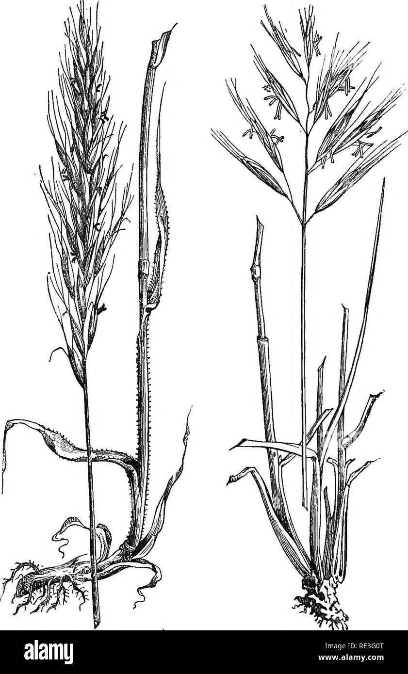 . Grasses and forage plants. A practical treatise. Comprising their natural history; comparative nutritive value; methods of cultivating, cutting, and curing; and the management of grass lands in the United States and British Provinces. Grasses; Forage plants. 124 DOWNY OAT GRASS. Downy Persoon [Trisetum molle) is a grass with dense panicles, much contracted, oblong or linear, awn hent or diverging; lower palea compressed, keeled;. Kg. 101. Downy Oat Grass. Fig. 102. Meadow Oat Grass.. Please note that these images are extracted from scanned page images that may have been digitally enhanced fo Stock Photo