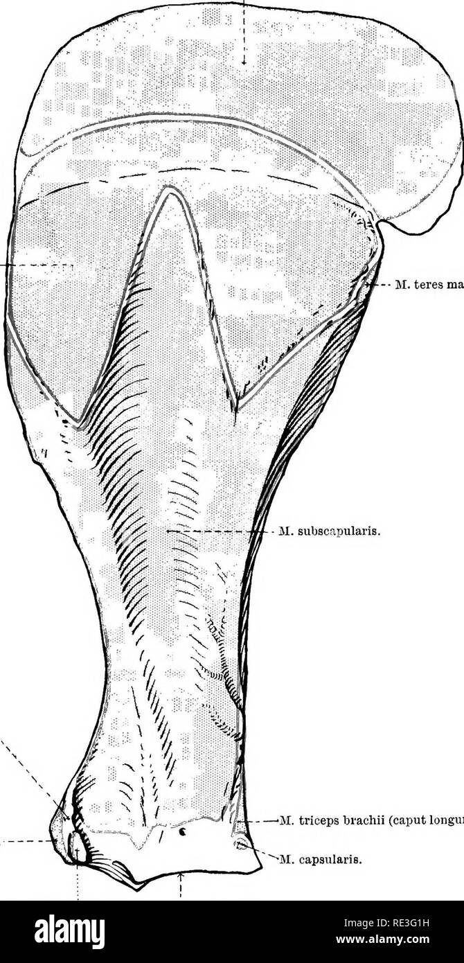 . The topographical anatomy of the limbs of the horse. Horses; Physiology. THE LIMBS OF THE HOESE 13 present stage of the dissection the insertion (into the medial surface of the humerus) cannot be examined, since the muscle disappears under the II. serratus ventralis. M. rhomtioideus. -â M. teres major. Coracoid process.% M. biceps brachli.. â'M. triceps brachii (caput longum). M. capsularis. M. coracobrachialis. Glenoid cavity. Fig. 6.âMedial Aspect of the Scapula and Scapular Cartilage, with Areas of Muscular Attachment. border of the triceps. It should be noted that the most cranial fibres Stock Photo