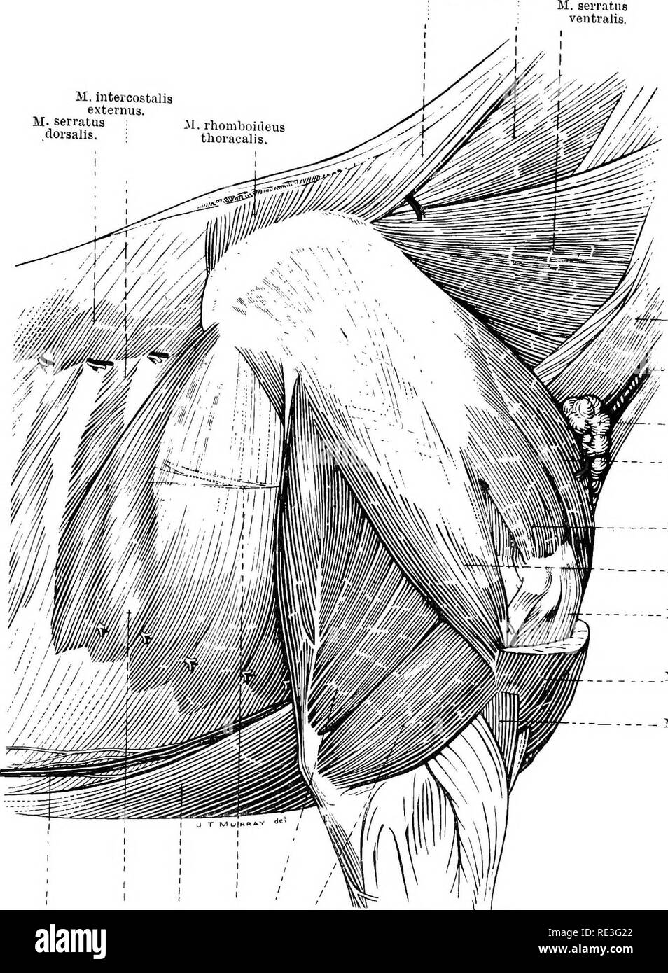 . The topographical anatomy of the limbs of the horse. Horses; Physiology. THE LIMBS OF THE HOESE 11 il.rhomboideus cervicalis. M. splenius. M. intercostalia externus. M.serratus M, rhomboideus .&quot;&quot;â sails- thoracalis.. M. omohyoideus. V. jugularis. Superficial cervical lymph glands. M. pectoral is pro- fundus (pars praescapularis). -M. supraspinatus. iM. deltoideus. M. biceps brachii. 51. brachio- cephalicus. M. brachialis. II. triceps brachii (caput laterale). M triceps biachii (caput longum). N. thorar-alis longus. i ^S. pectoralis prof und us (pars h umeralis). il, serratus vontra Stock Photo