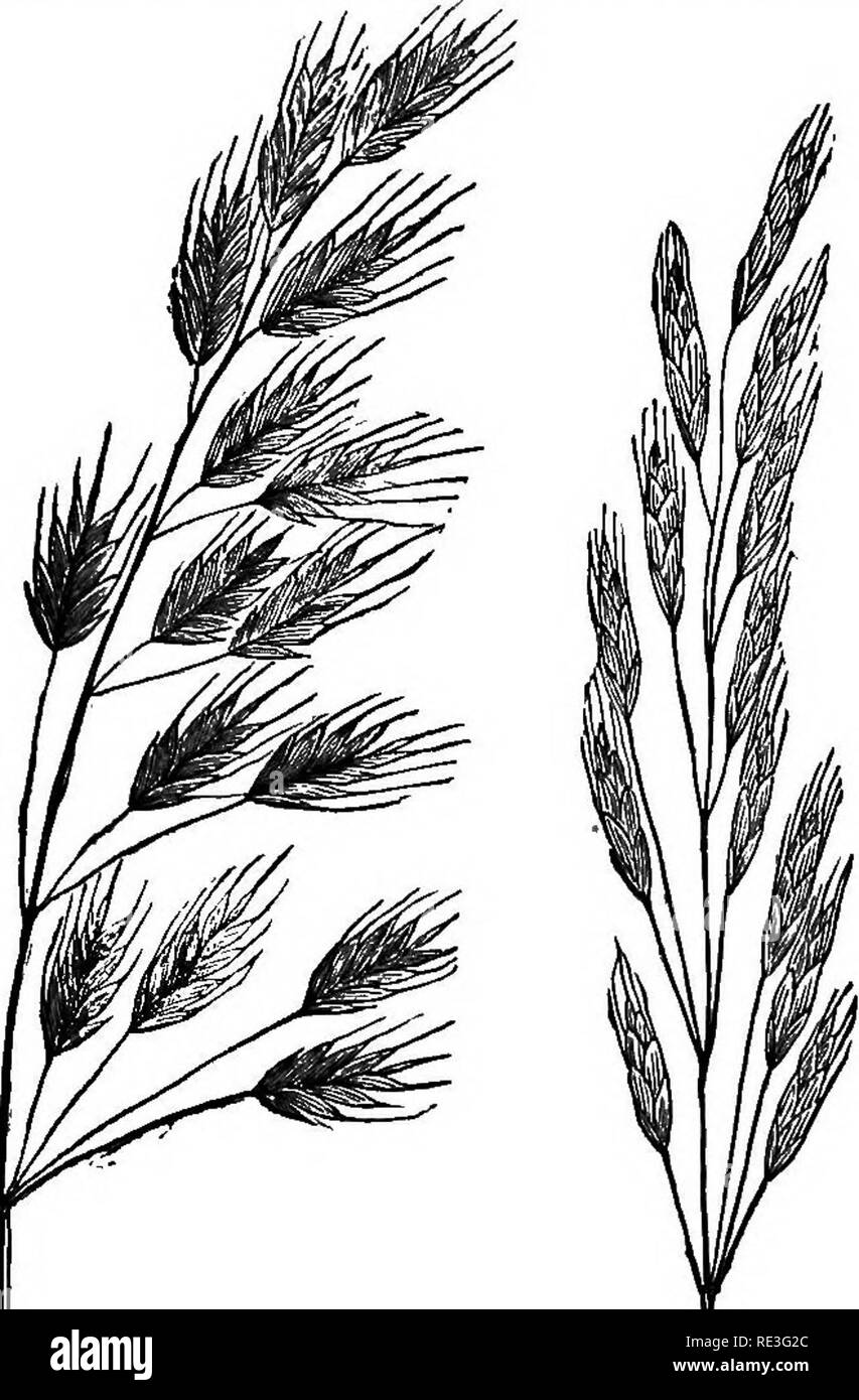 . Grasses and forage plants. A practical treatise. Comprising their natural history comparative nutritive value; methods of cultivating, cutting, and curing; and the management of grass lands in the United States and British Provinces. Grasses; Forage plants. CHKSS. 103 at the summit, and being broader compared with its length. In Bromus arvensis the outer pale is more conical.. Hg.78. Kg. 80. Fig. 81. Vig.19.. Please note that these images are extracted from scanned page images that may have been digitally enhanced for readability - coloration and appearance of these illustrations may not per Stock Photo