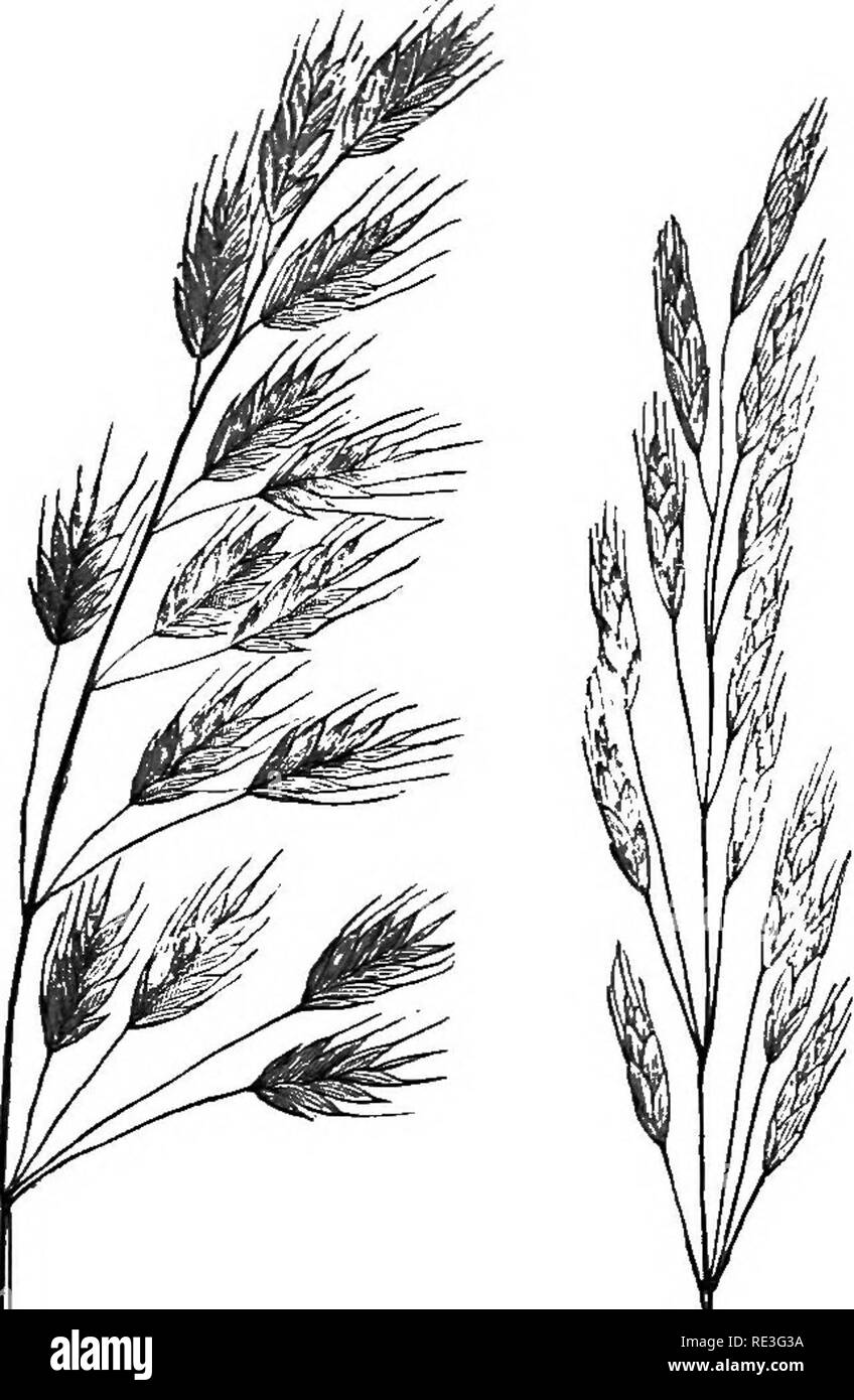 . Grasses and forage plants. A practical treatise. Comprising their natural history; comparative nutritive value; methods of cultivating, cutting, and curing; and the management of grass lands in the United States and British Provinces. Grasses; Forage plants. CHESS. 103 at the BTimmit, and being broader compared with its lengtL In Bromus arvensis the outer pale is more conicaL. t Kg. 79.. Please note that these images are extracted from scanned page images that may have been digitally enhanced for readability - coloration and appearance of these illustrations may not perfectly resemble the or Stock Photo