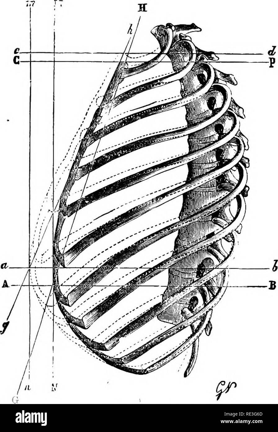 Upper rib Black and White Stock Photos & Images - Alamy